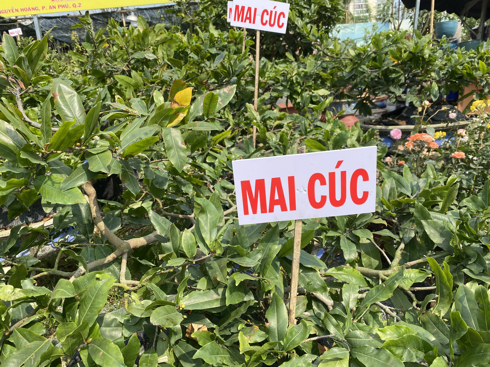 Mai cúc được nhiều người chú ý - Ảnh 4.