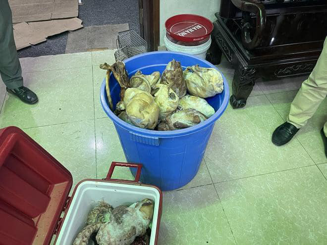 Ph&aacute;t hiện h&agrave;ng chục con t&ecirc; t&ecirc; Java nguy cấp, qu&yacute; hiếm trong Đệ nhất Văn Qu&aacute;n - Ảnh 3.