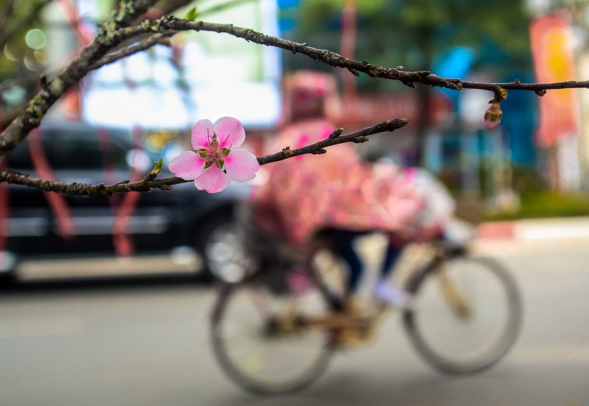 CLIP: Đ&agrave;o gắn tem V&acirc;n Hồ - Sơn La xuống phố c&oacute; gi&aacute; tới 30 triệu đồng - Ảnh 16.