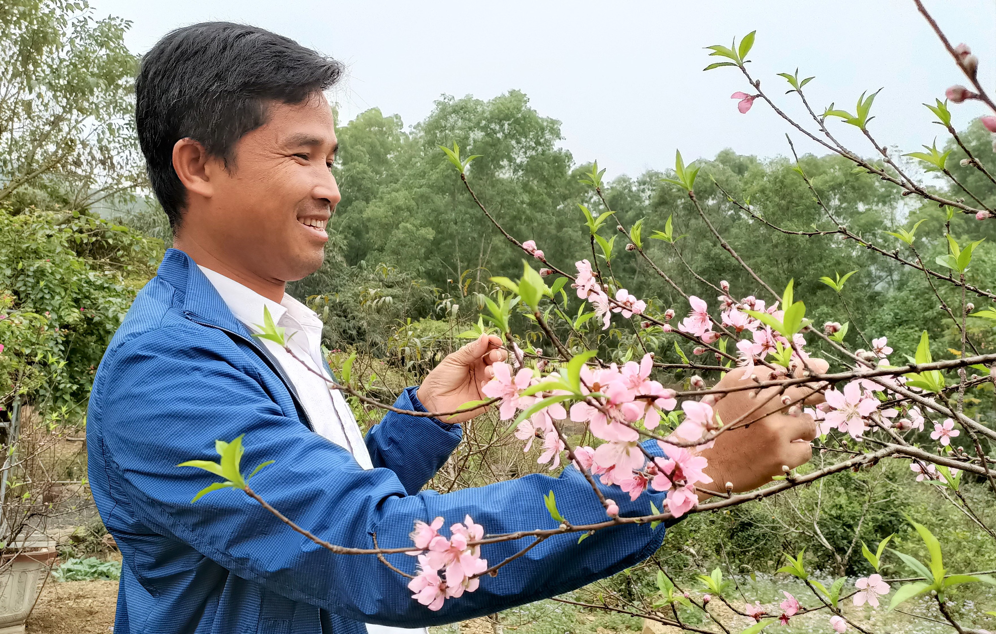 CLIP: Hoa đào nở thắm "thủ phủ" đào phai lớn nhất xứ Thanh