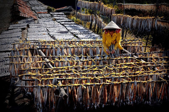 Làng chài vào mùa hội cá khô