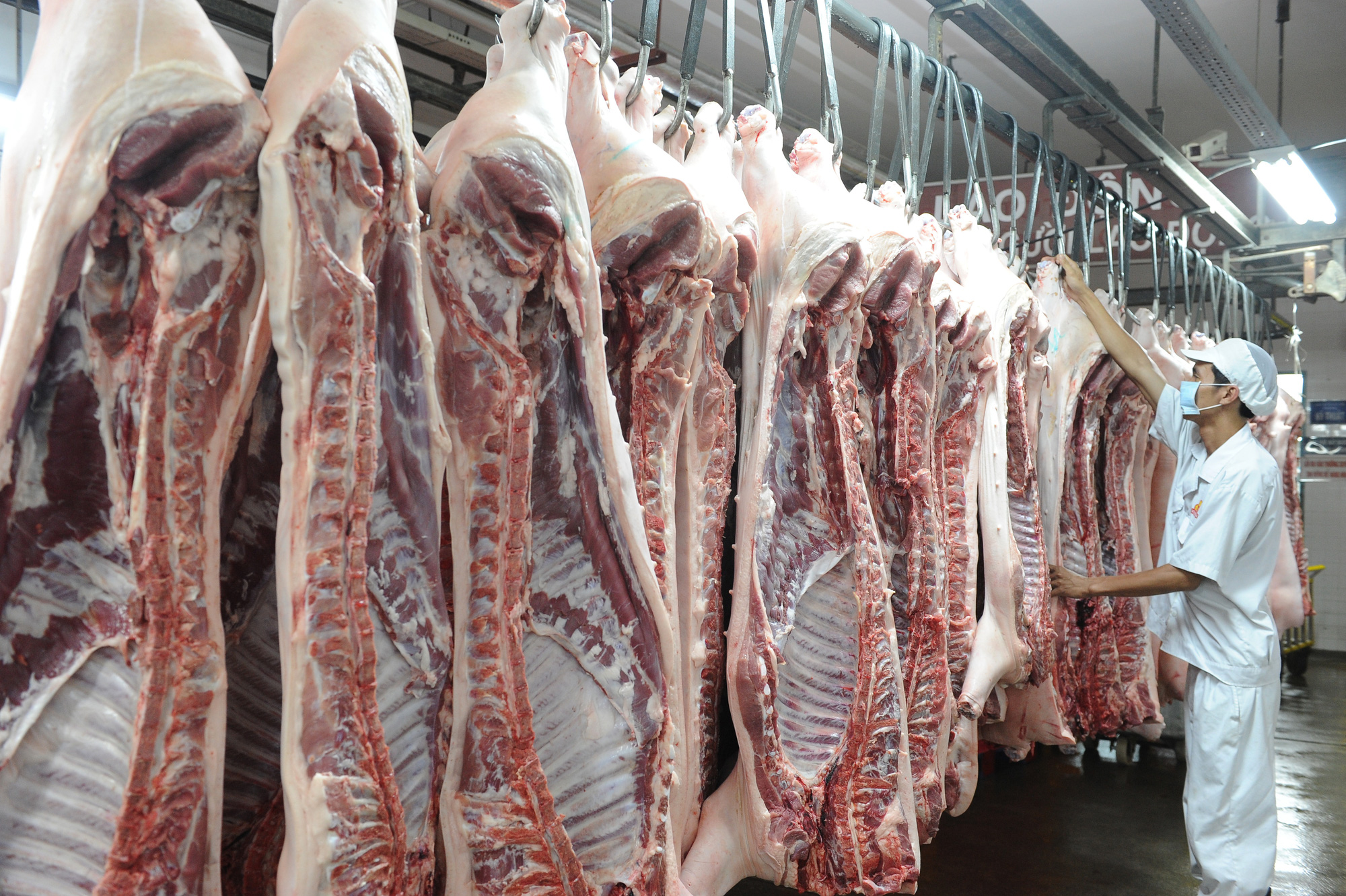 Giá heo hơi tăng thêm 2.000 đồng/kg chỉ trong 5 ngày