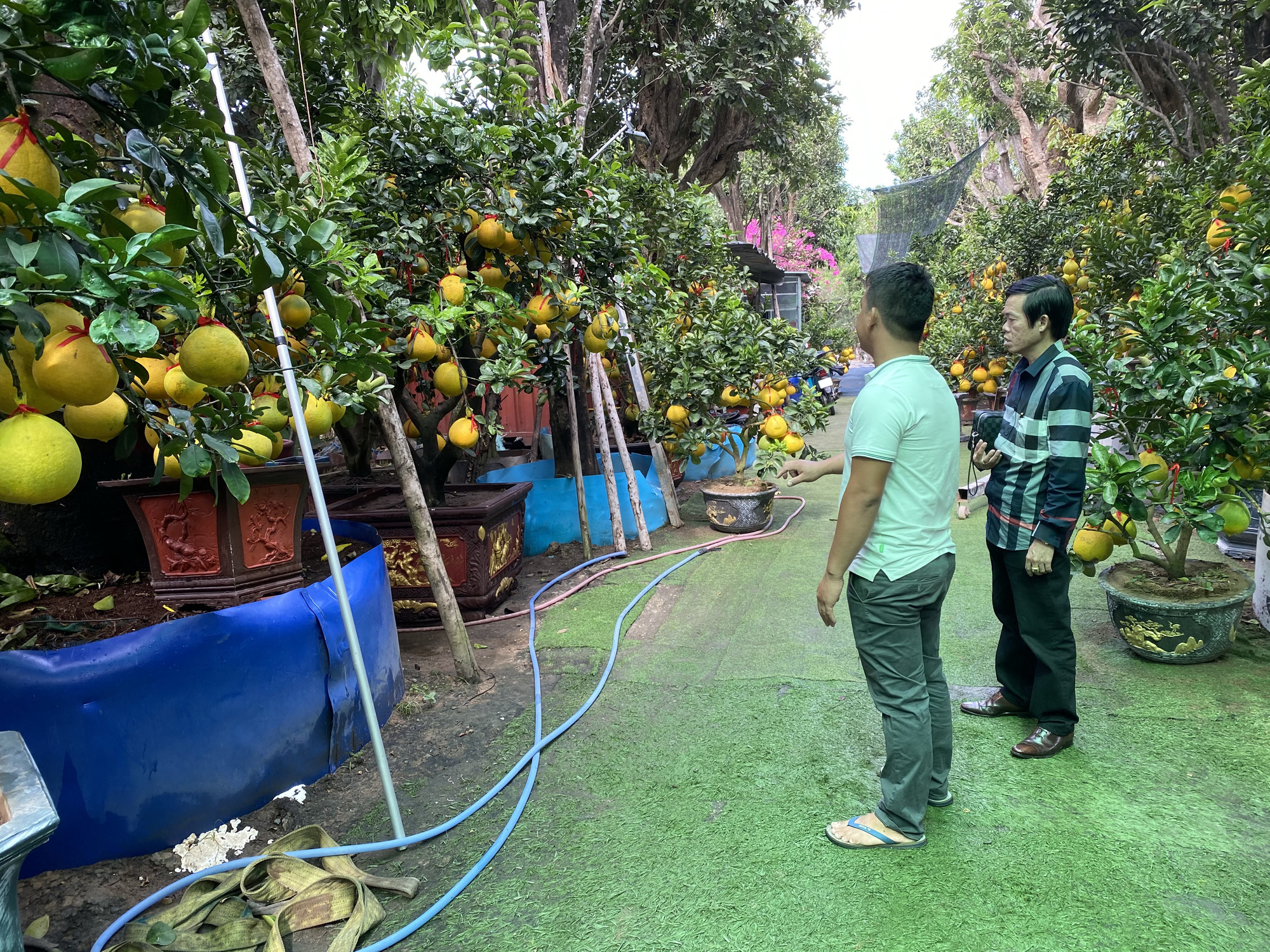 Bưởi Diễn xứ Bắc ồ ạt đổ vào TP HCM bán Tết sớm cả tháng