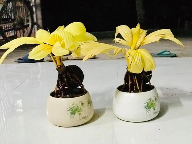 Dừa đột biến vạn cây có một, bỏ chục triệu đồng vẫn khó mua