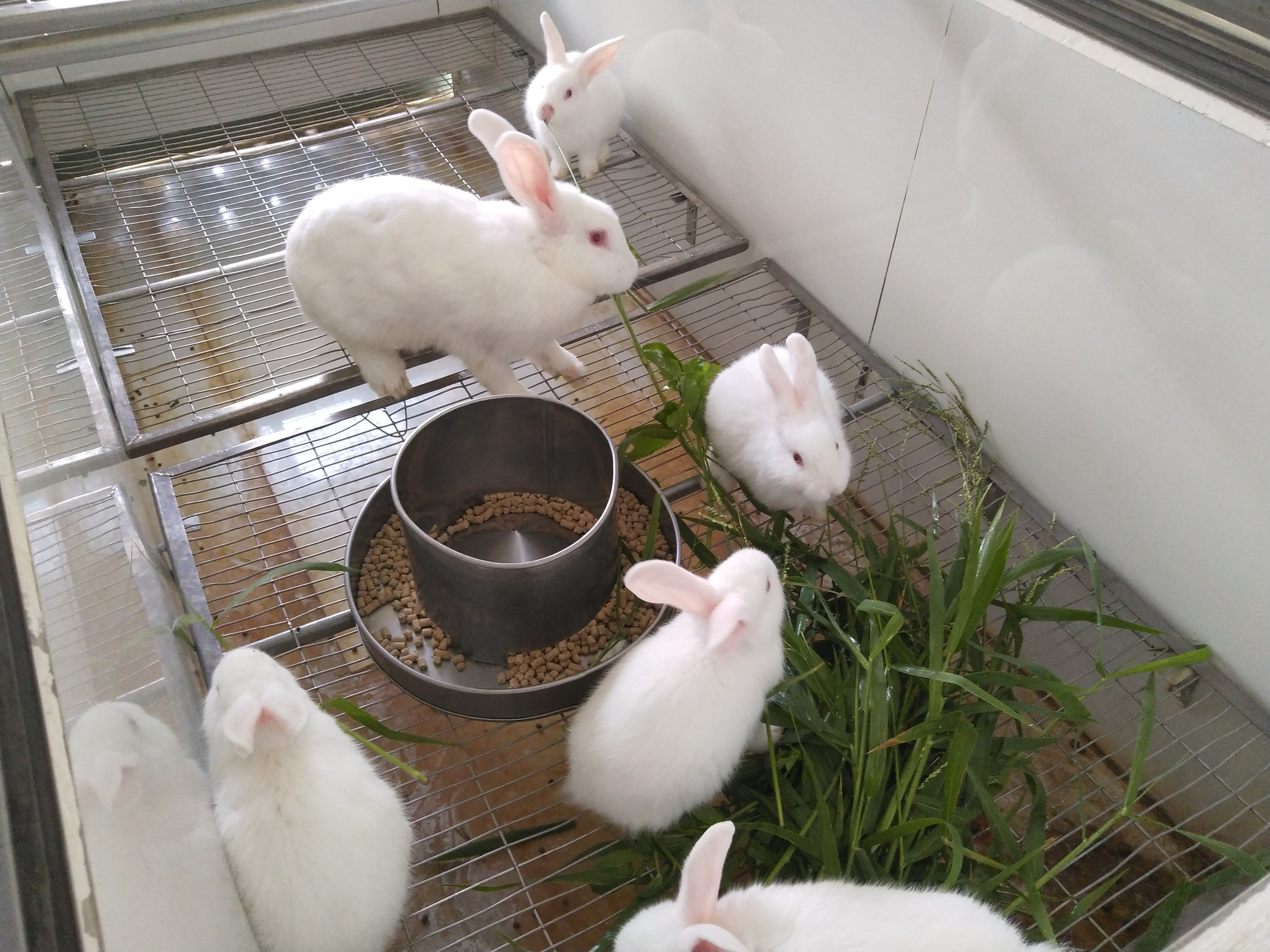 Ngắm đ&agrave;n thỏ trắng, mắt đỏ chuy&ecirc;n phục vụ y học tuyệt đẹp - Ảnh 8.