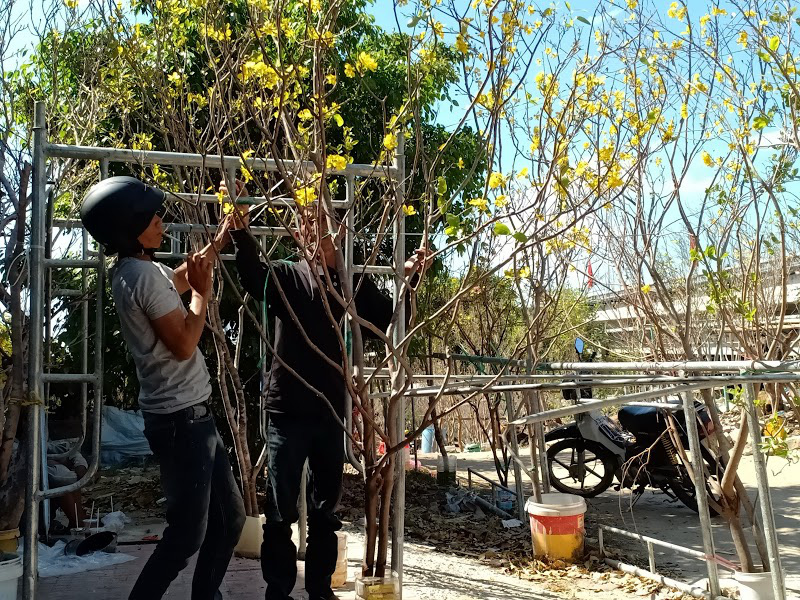 Đóng cửa rừng, mai rừng vẫn tràn lan xuống phố
