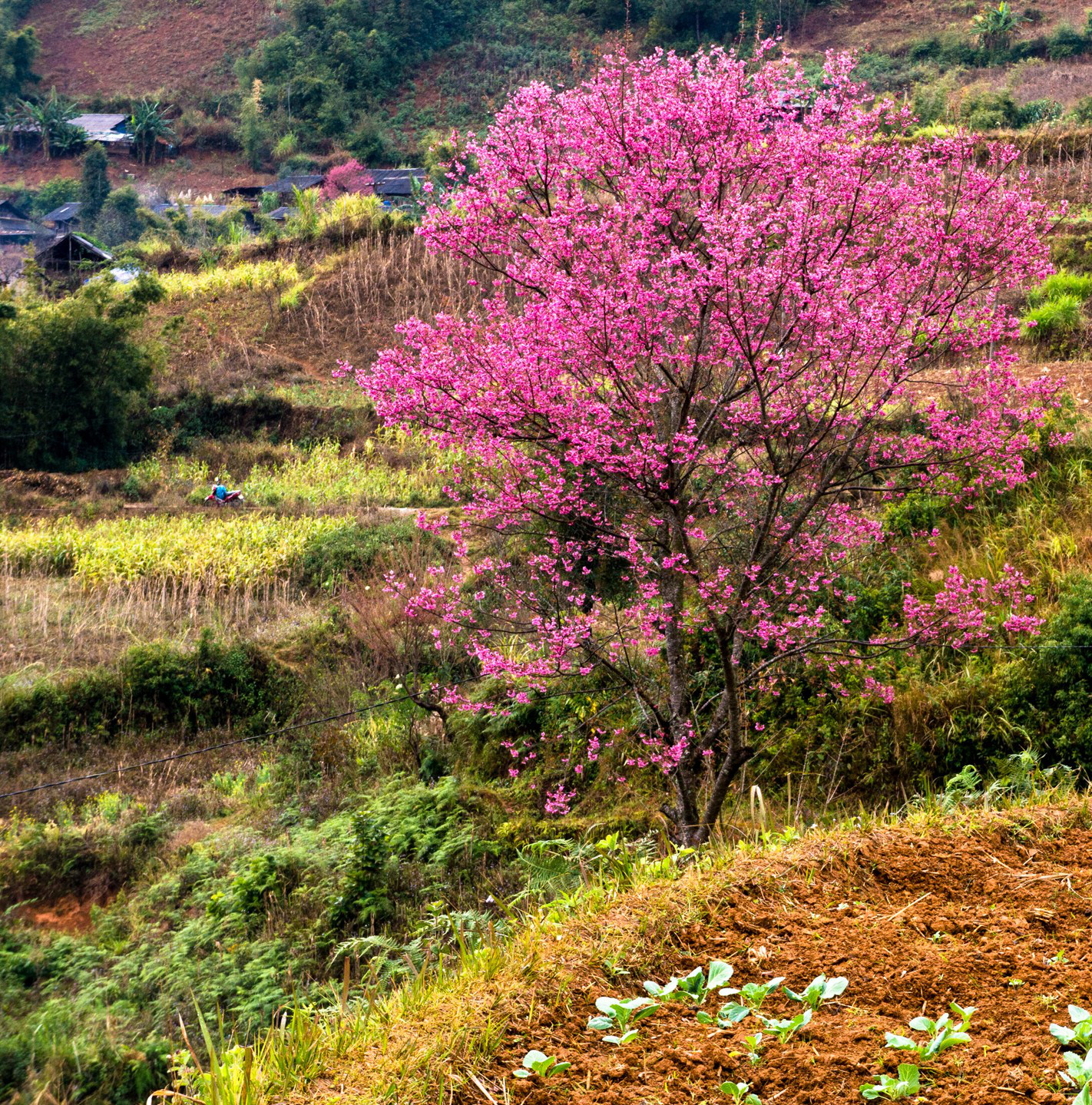 L&agrave;m b&aacute;o c&ugrave;ng B&aacute;o Người Lao Động: Lạc bước giữa miền hoa Xu&acirc;n T&acirc;y Bắc - Ảnh 8.