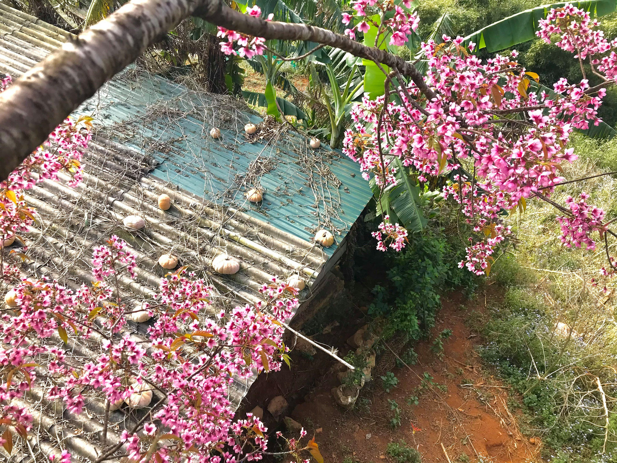 L&agrave;m b&aacute;o c&ugrave;ng B&aacute;o Người Lao Động: Lạc bước giữa miền hoa Xu&acirc;n T&acirc;y Bắc - Ảnh 2.