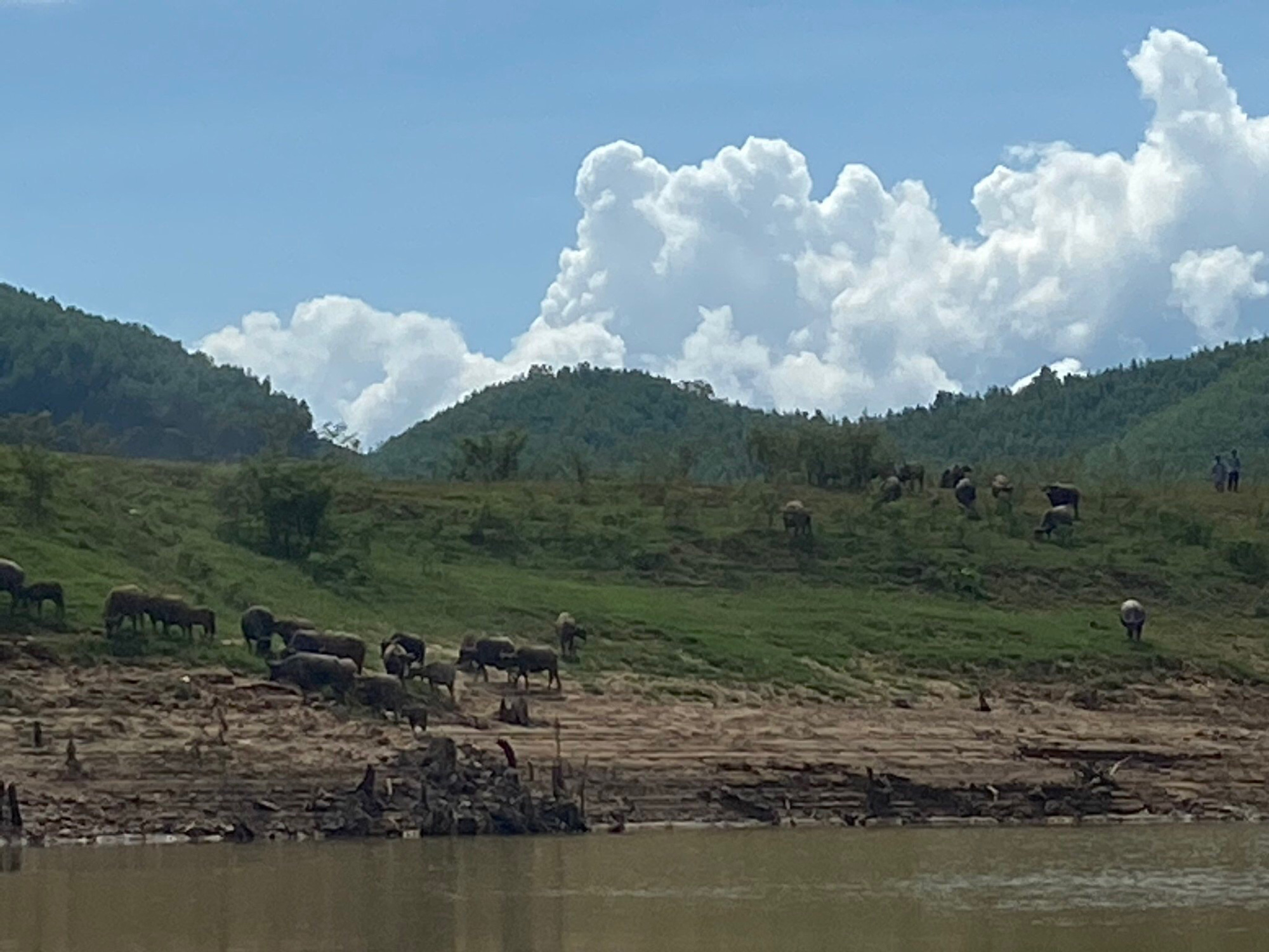 Chăn trâu giữ rừng - Ảnh 4.