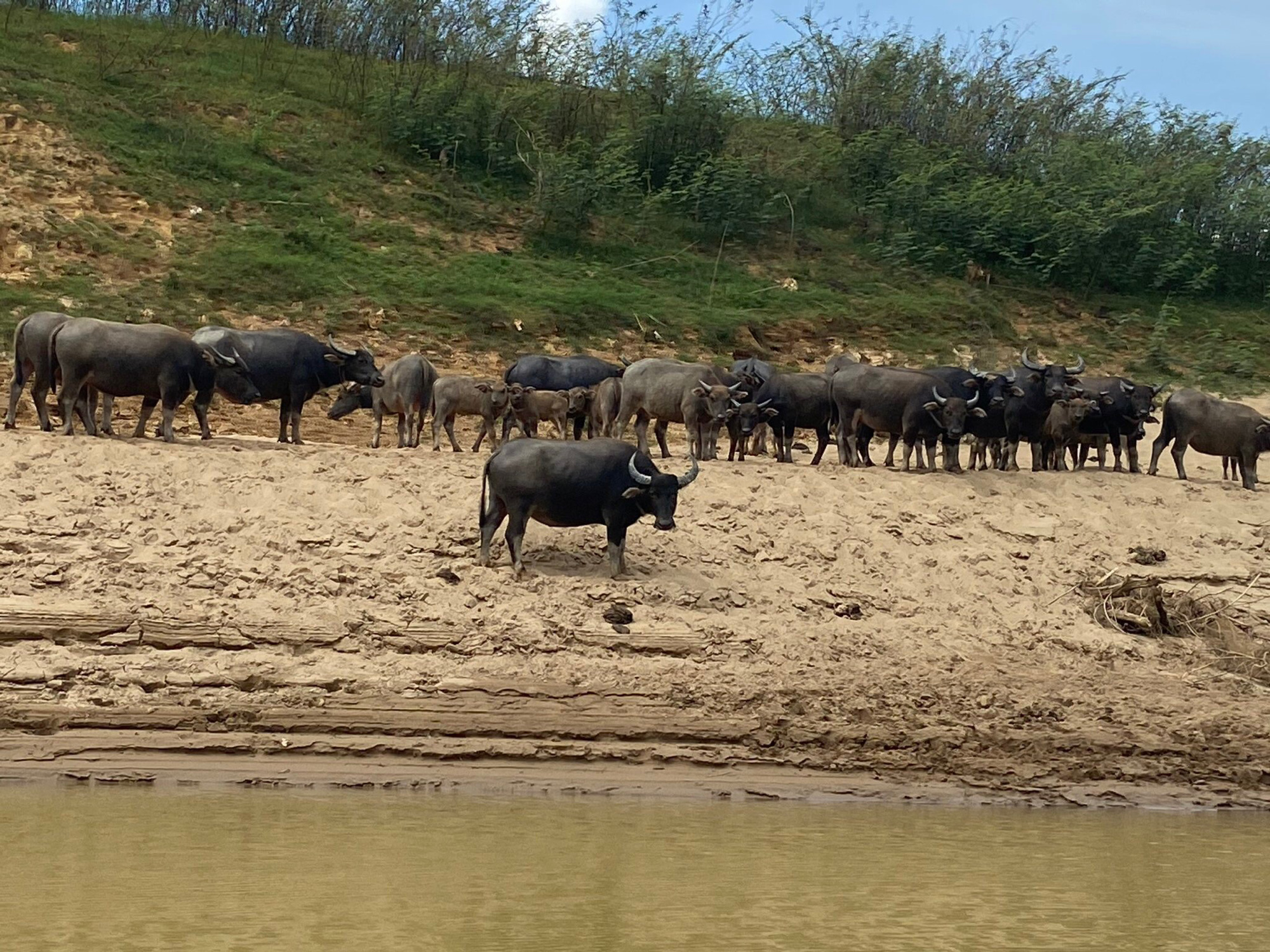 Chăn trâu giữ rừng