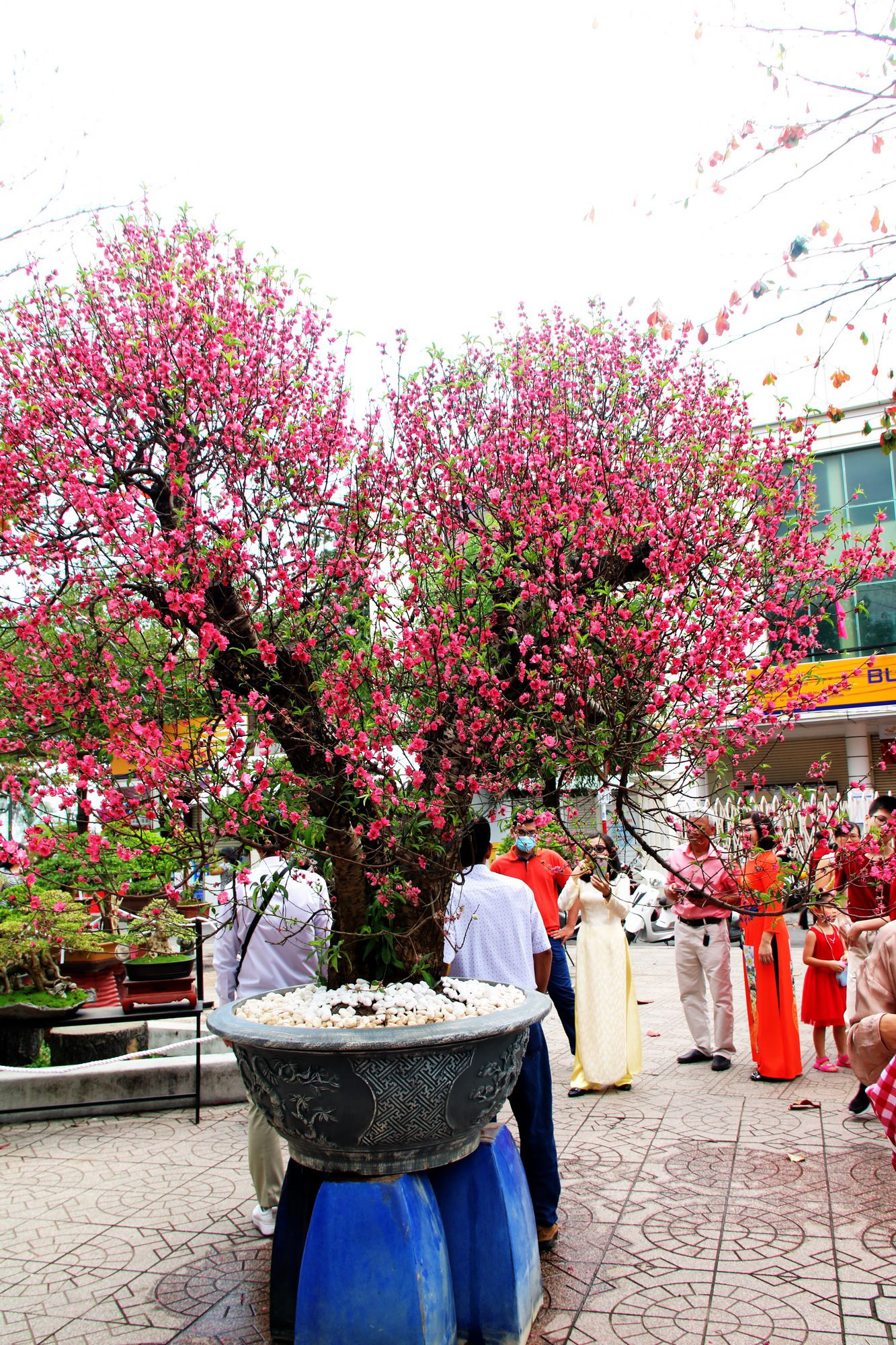 Bài dự thi "Làm báo cùng Báo Người Lao Động": Tết hoa