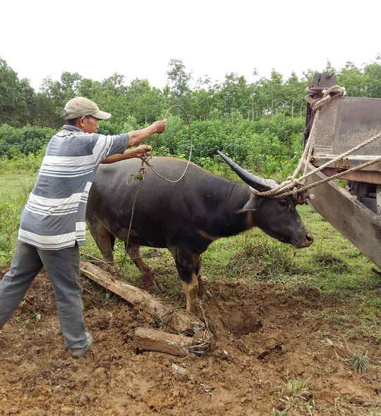 Binh pháp săn trâu hoang - Ảnh 1.