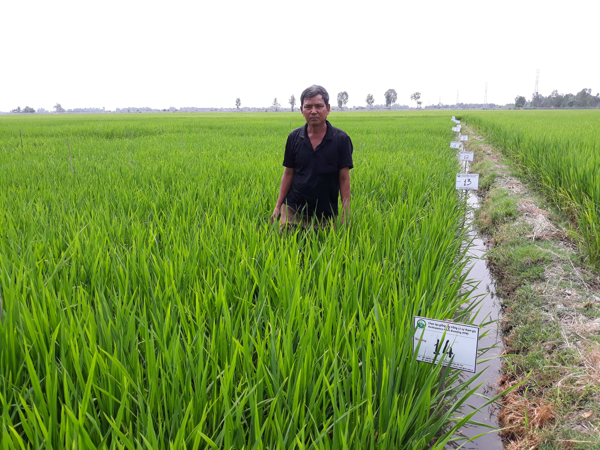 Gặp lại &ldquo;cha đẻ&rdquo; giống l&uacute;a lai v&ugrave;ng Bảy N&uacute;i - Ảnh 3.