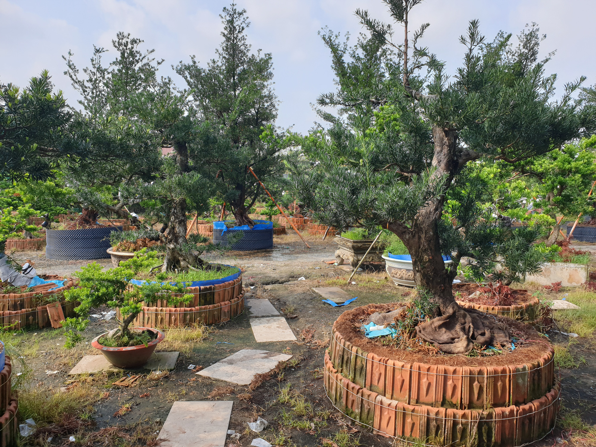 Đầu năm, gặp giám đốc mê kiểng “triệu đô” - Ảnh 2.