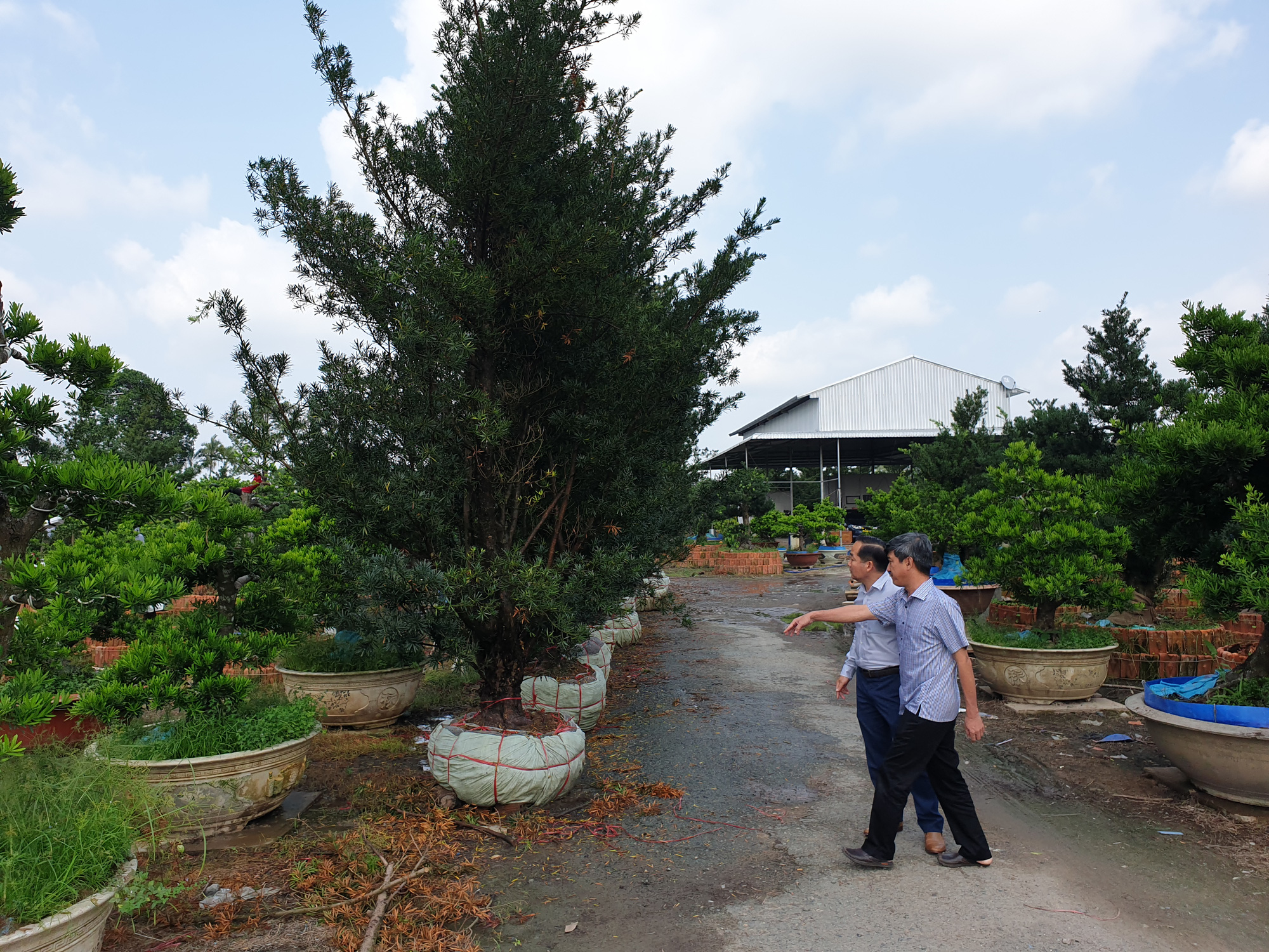 Đầu năm, gặp giám đốc mê kiểng “triệu đô”