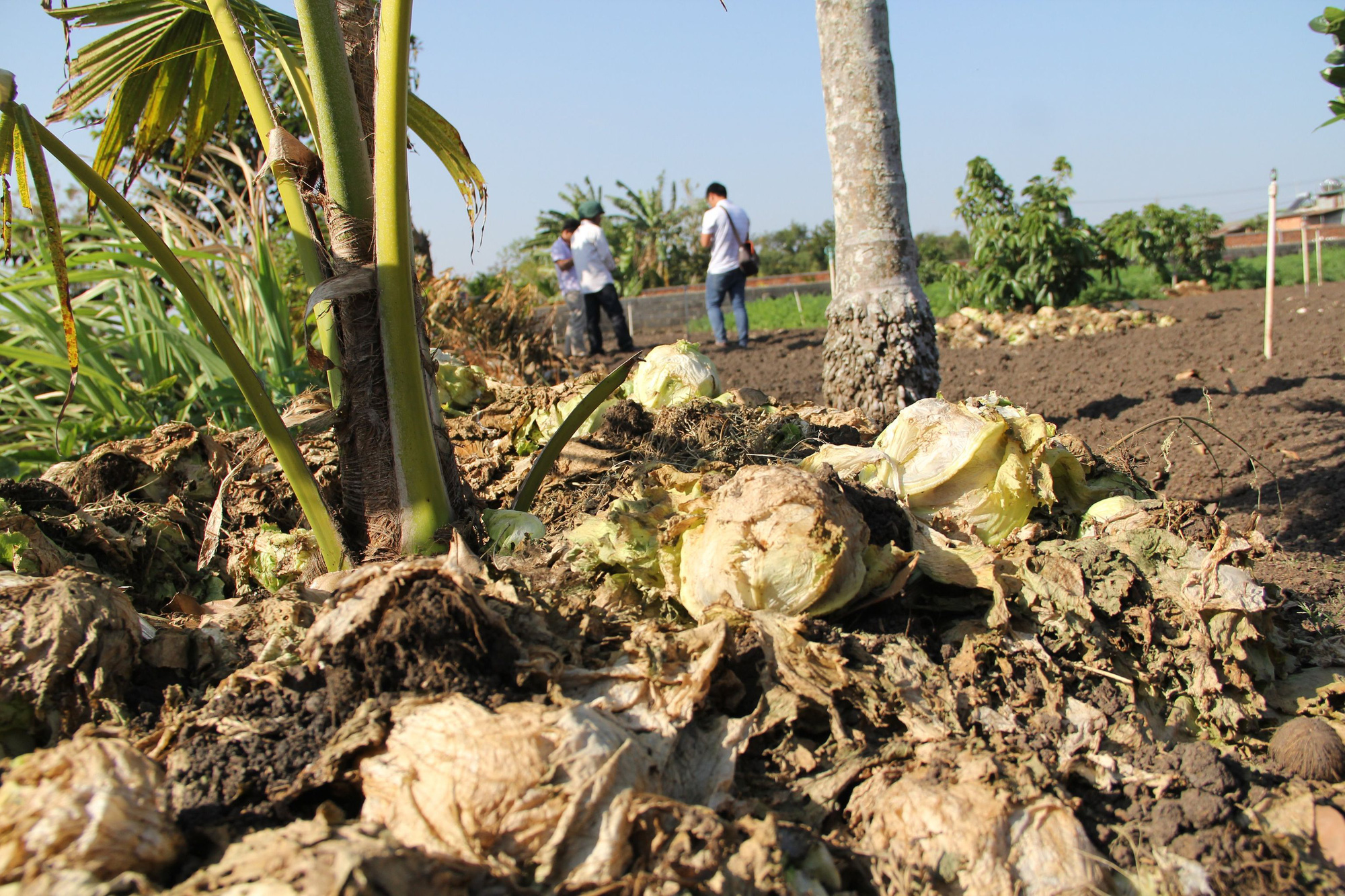 N&ocirc;ng d&acirc;n nhổ bỏ h&agrave;ng trăm tấn rau củ v&igrave; gi&aacute; thấp, kh&ocirc;ng người mua - Ảnh 2.