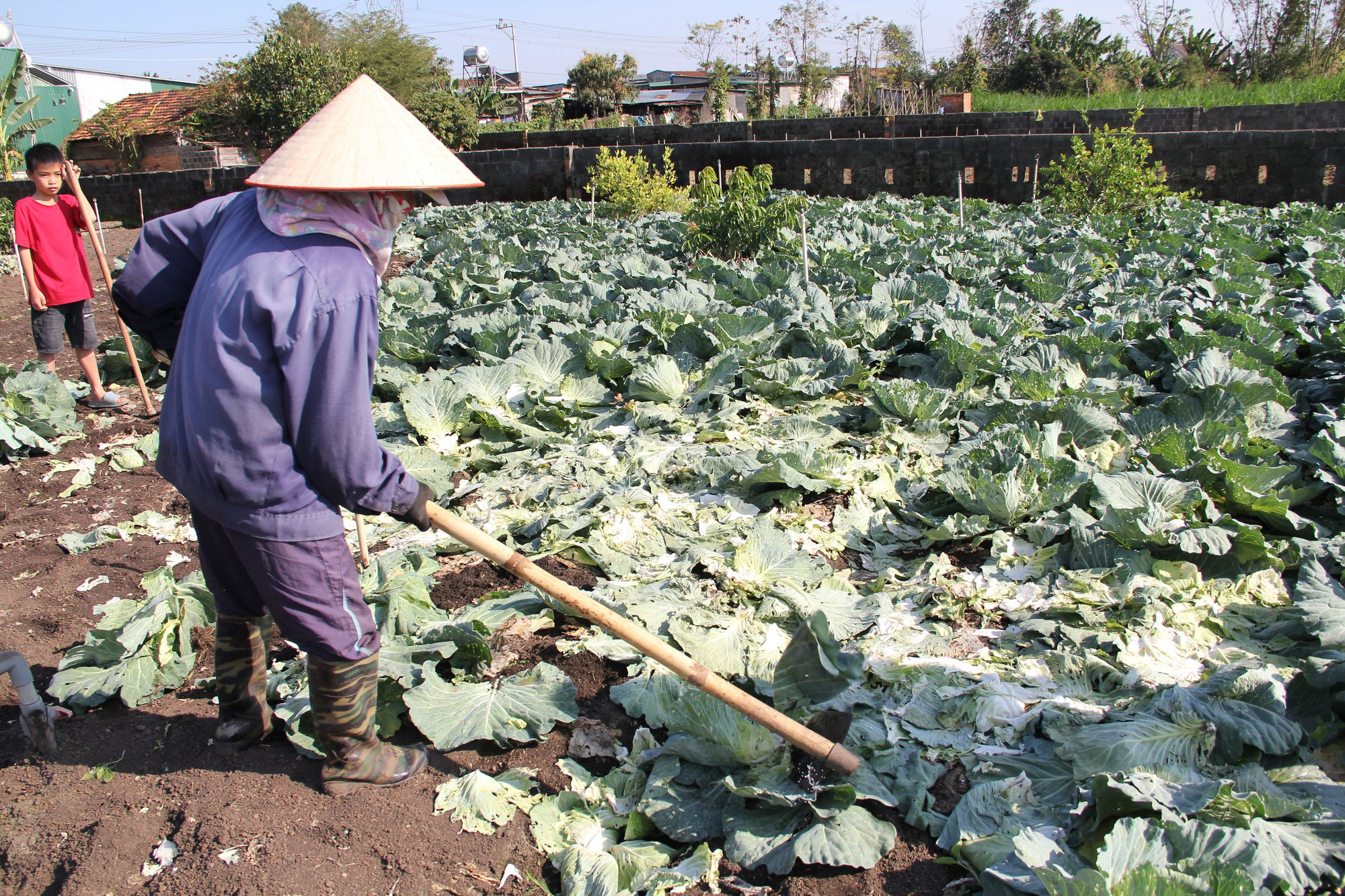 N&ocirc;ng d&acirc;n nhổ bỏ h&agrave;ng trăm tấn rau củ v&igrave; gi&aacute; thấp, kh&ocirc;ng người mua - Ảnh 3.