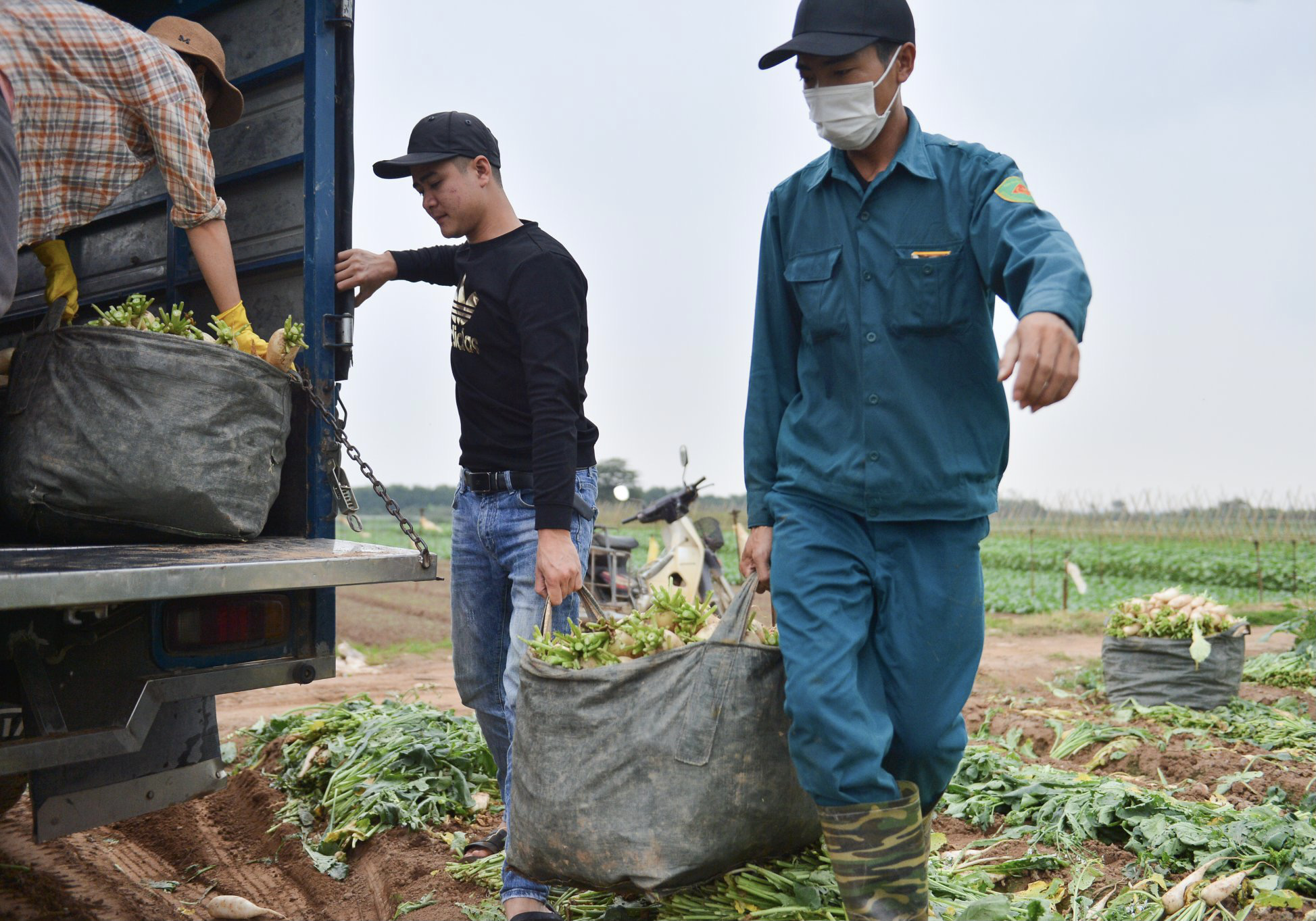 Cận cảnh người d&acirc;n H&agrave; Nội nhổ bỏ h&agrave;ng trăm tấn củ cải v&igrave; kh&ocirc;ng b&aacute;n được - Ảnh 12.