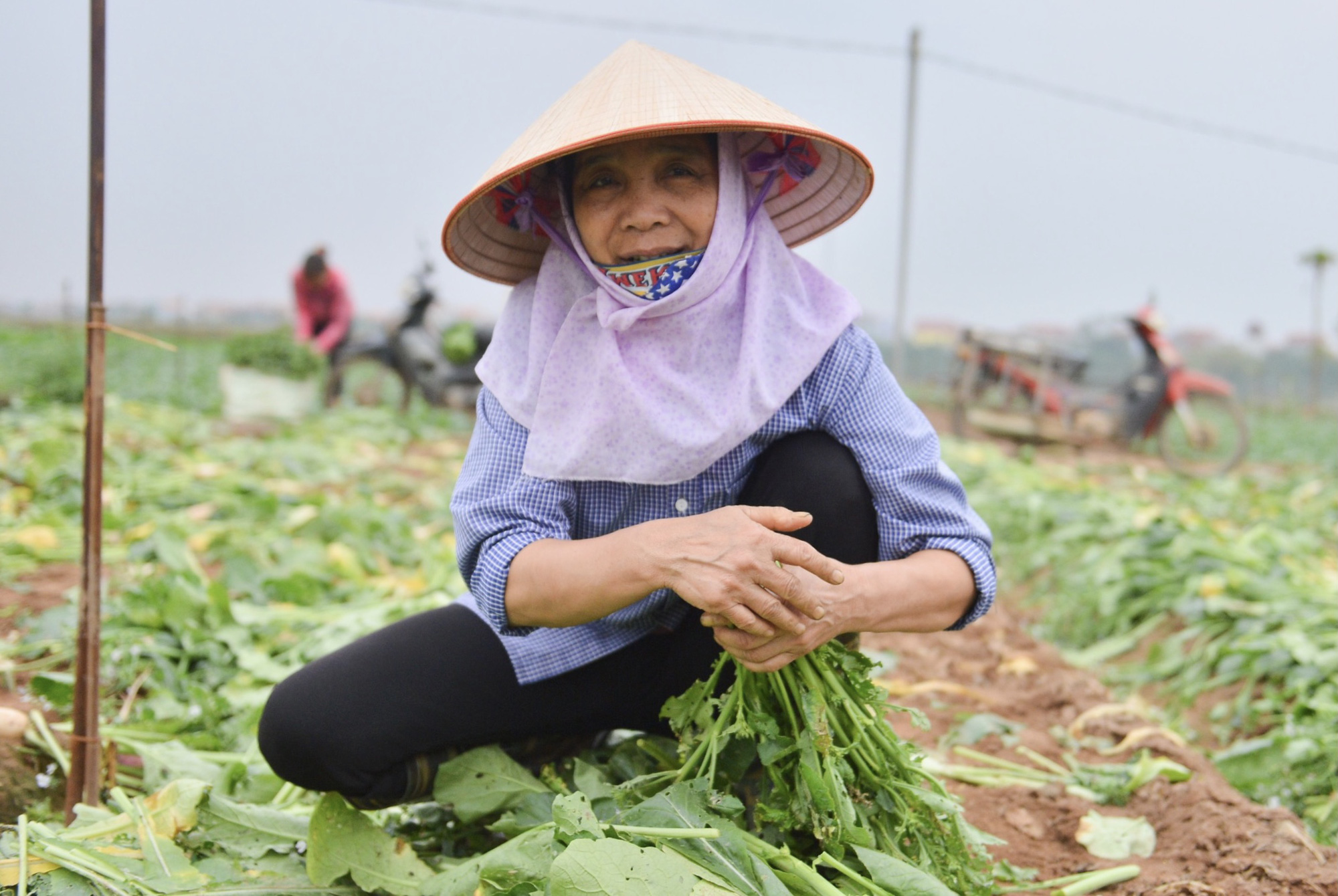 Cận cảnh người d&acirc;n H&agrave; Nội nhổ bỏ h&agrave;ng trăm tấn củ cải v&igrave; kh&ocirc;ng b&aacute;n được - Ảnh 2.