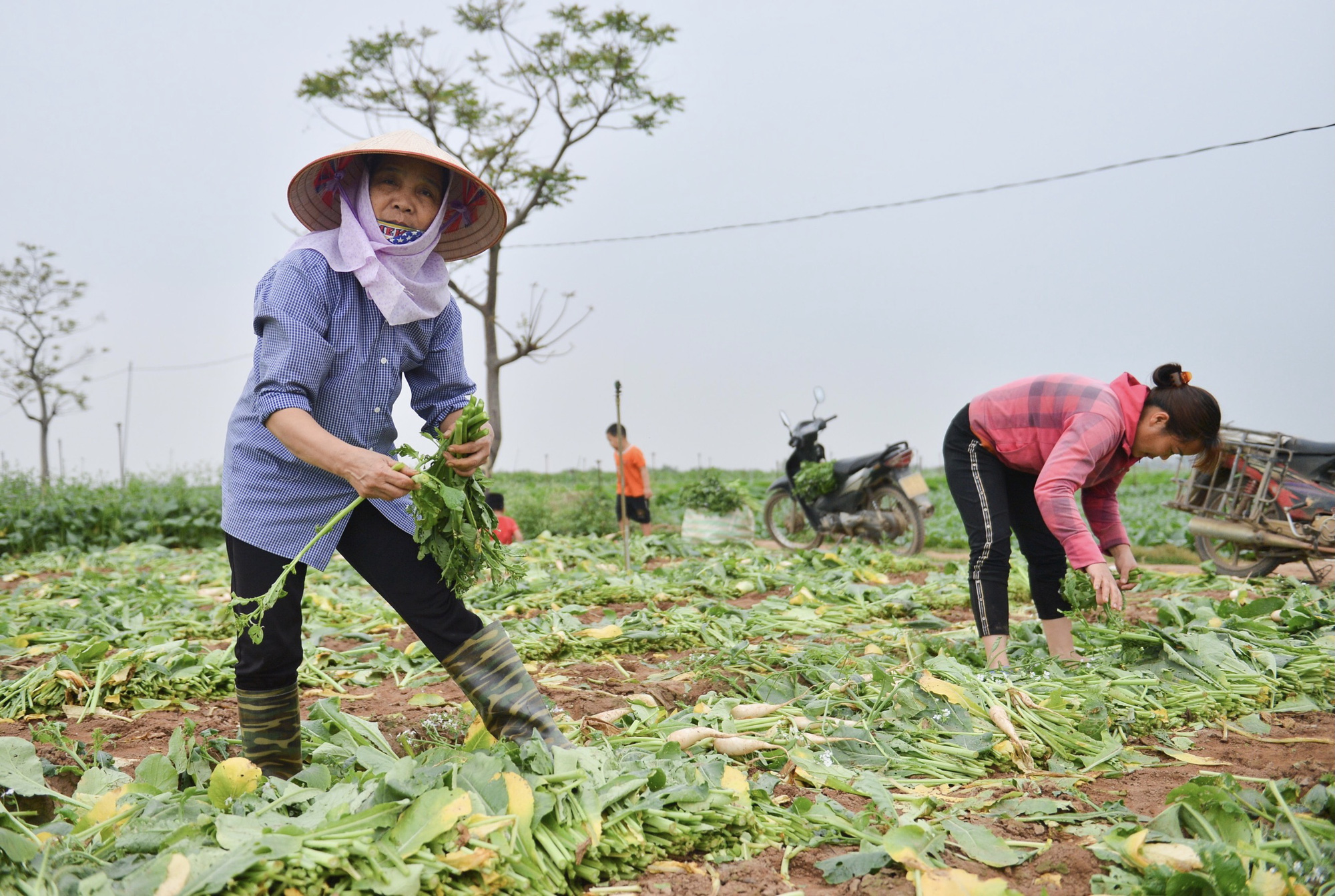 Cận cảnh người d&acirc;n H&agrave; Nội nhổ bỏ h&agrave;ng trăm tấn củ cải v&igrave; kh&ocirc;ng b&aacute;n được - Ảnh 8.