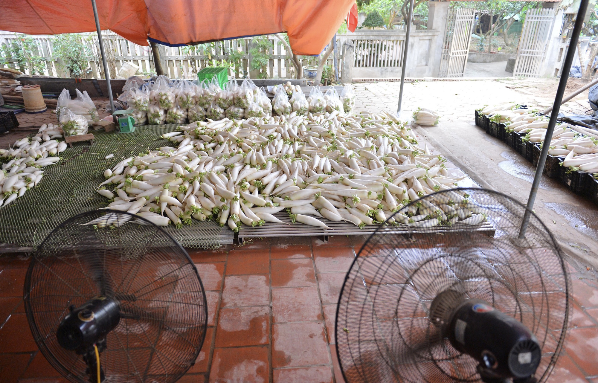 Cận cảnh người d&acirc;n H&agrave; Nội nhổ bỏ h&agrave;ng trăm tấn củ cải v&igrave; kh&ocirc;ng b&aacute;n được - Ảnh 15.