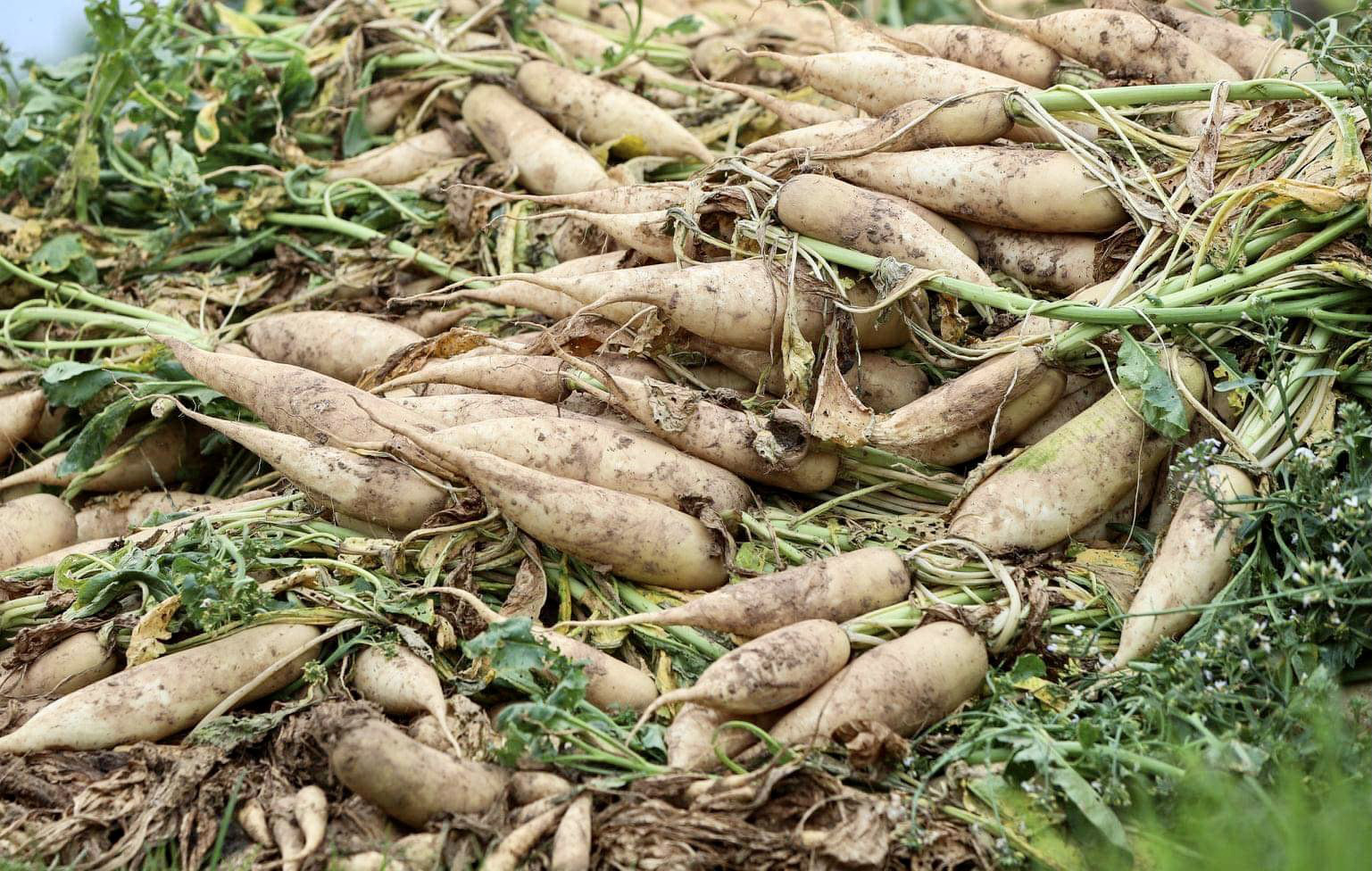 Cận cảnh người d&acirc;n H&agrave; Nội nhổ bỏ h&agrave;ng trăm tấn củ cải v&igrave; kh&ocirc;ng b&aacute;n được - Ảnh 4.