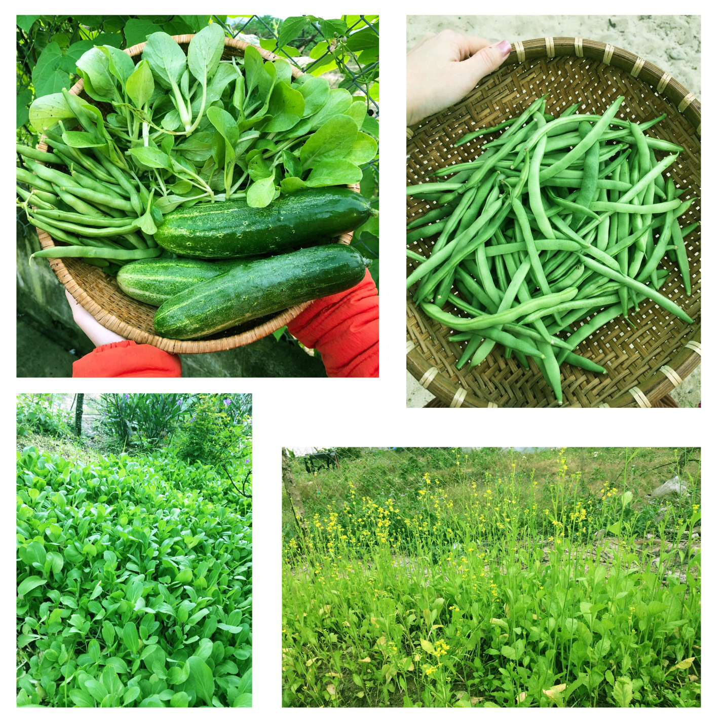 Cuộc thi &ldquo;Nh&agrave; m&igrave;nh ng&agrave;y Tết&rdquo;: Một m&ugrave;a Tết rất kh&aacute;c - Ảnh 4.