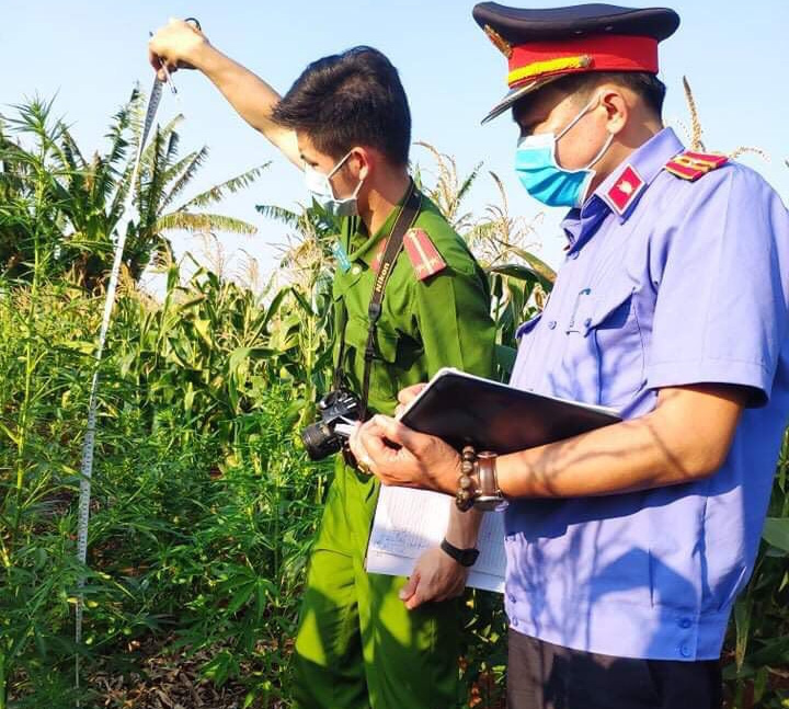 Trồng hàng trăm cây cần sa để… nuôi gia súc