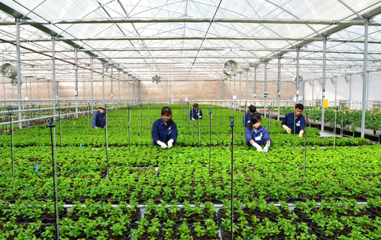Lao động EPS hết hạn hợp đ&ocirc;̀ng được ph&eacute;p chuy&ecirc;̉n sang làm lao đ&ocirc;̣ng thời vụ - Ảnh 2.
