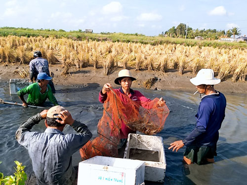 ĐBSCL cấp tốc ứng phó với hạn, mặn