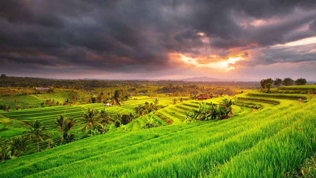 Bali hòn đảo thiên đường - Ảnh 13.