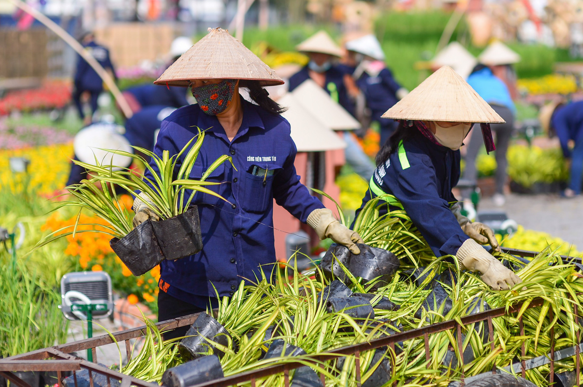 Đường hoa Nguyễn Huệ Tết T&acirc;n Sửu 2021 lộ diện trước ng&agrave;y khai mạc - Ảnh 2.