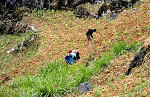 Lãng du giữa cao nguyên đá - Ảnh 2.