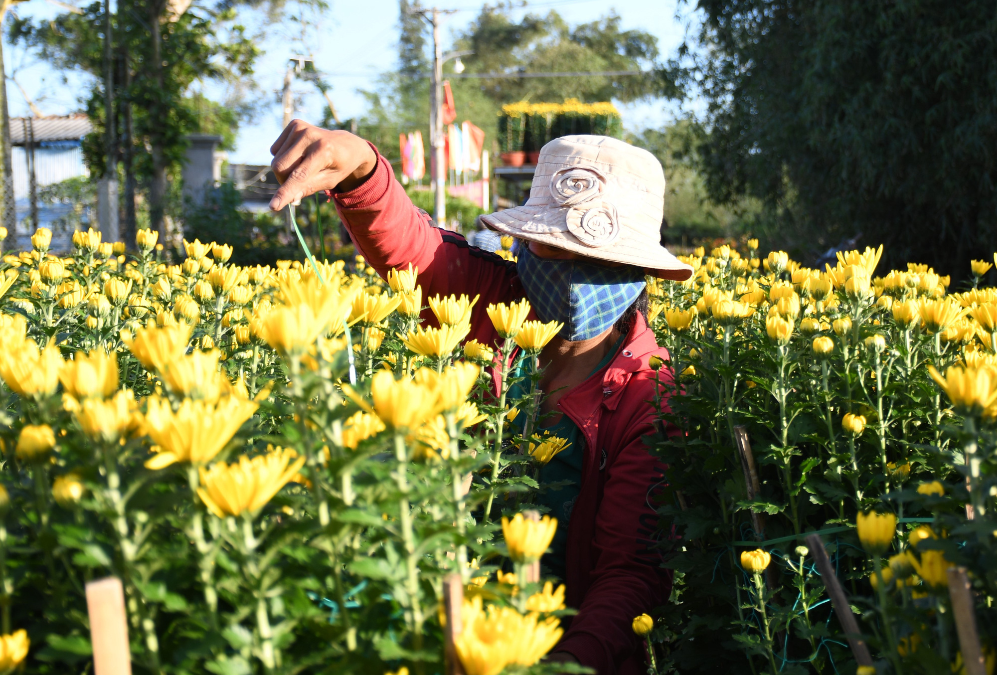 "Thủ phủ" hoa cúc nơi tâm bão Quảng Ngãi chật vật đón Tết