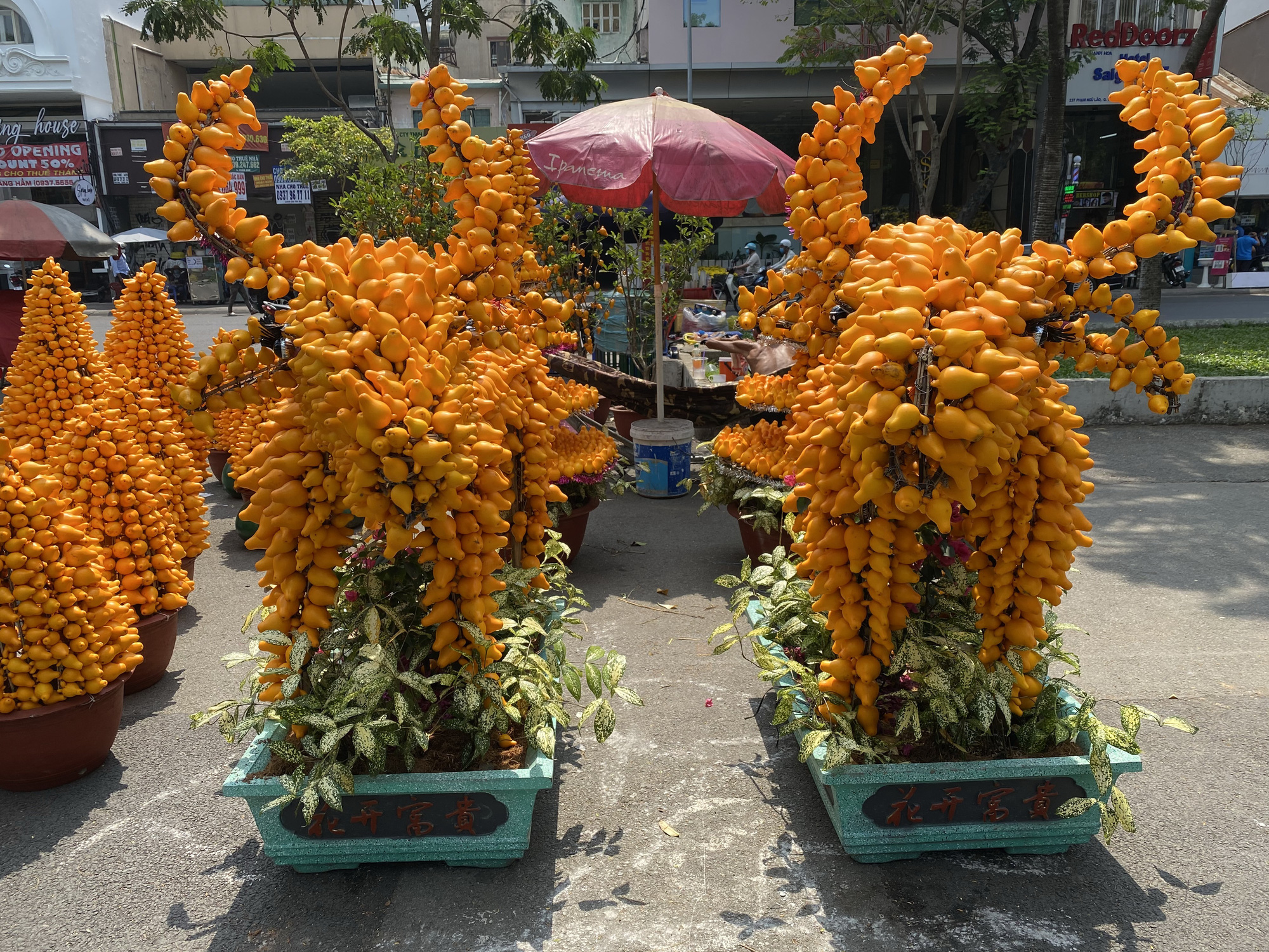 Kiểng trâu thu hút du khách