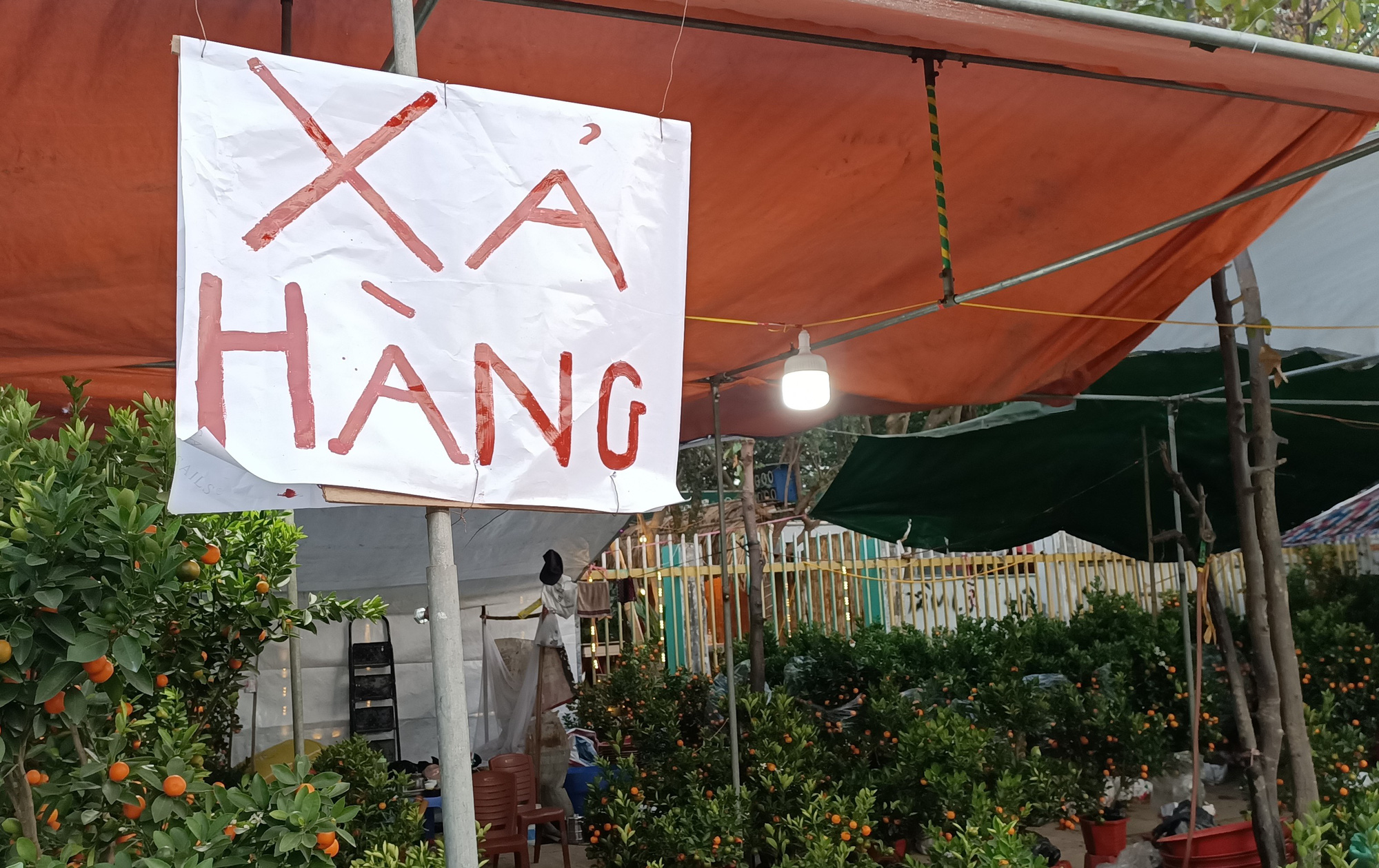 CLIP: Đào, quất thi nhau đại hạ giá, người bán vẫn méo mặt vì người mua thưa thớt - Ảnh 3.