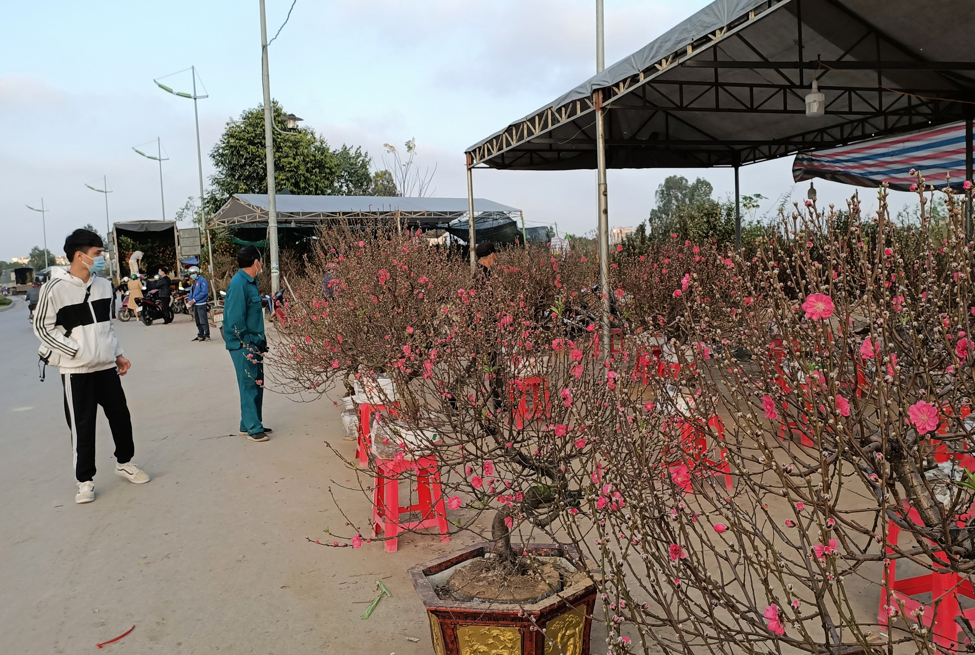 CLIP: Đào, quất thi nhau đại hạ giá, người bán vẫn méo mặt vì người mua thưa thớt - Ảnh 8.