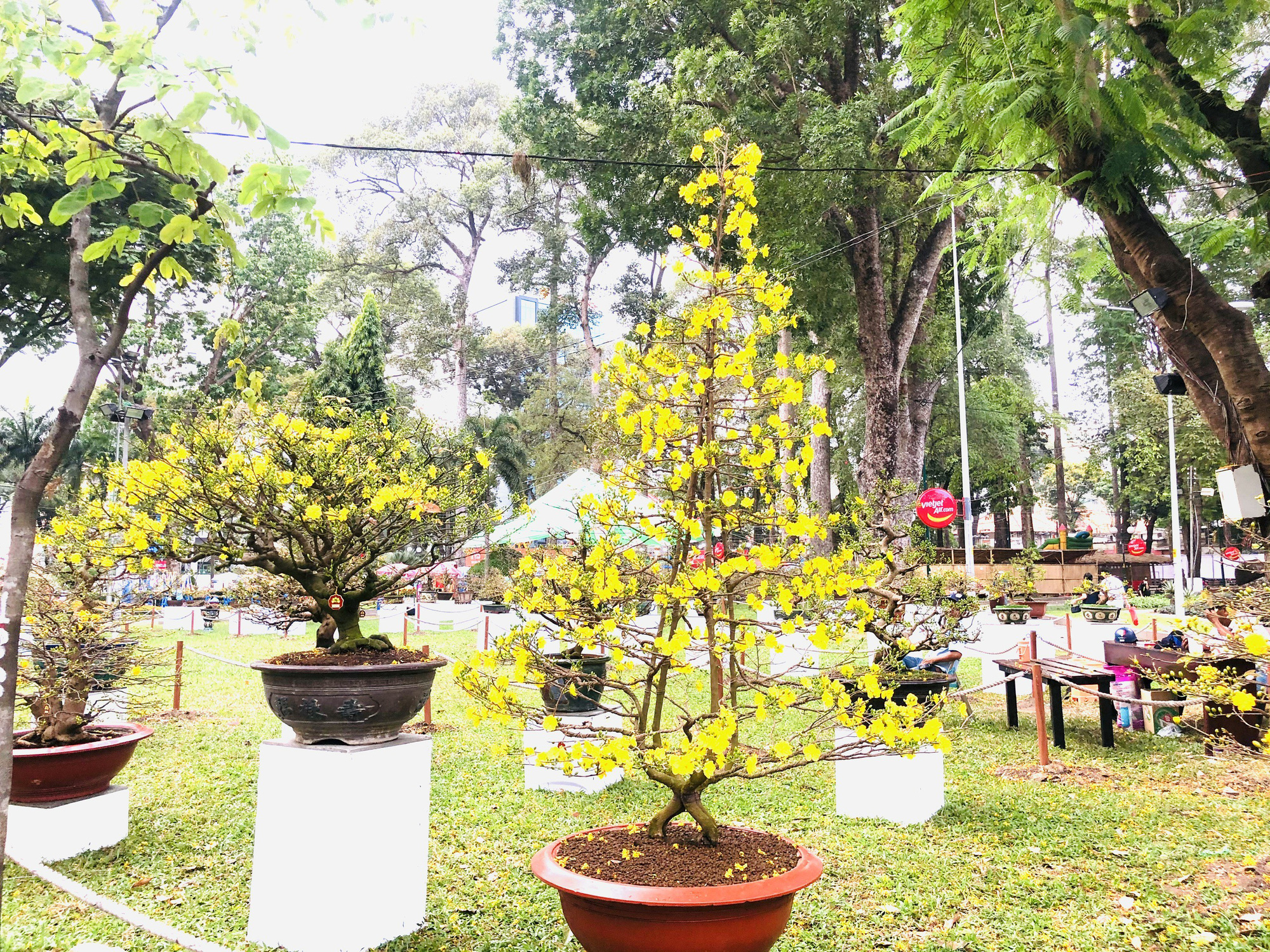 Khai mạc Hội Hoa Xu&acirc;n T&acirc;n Sửu tại c&ocirc;ng vi&ecirc;n Tao Đ&agrave;n - Ảnh 4.