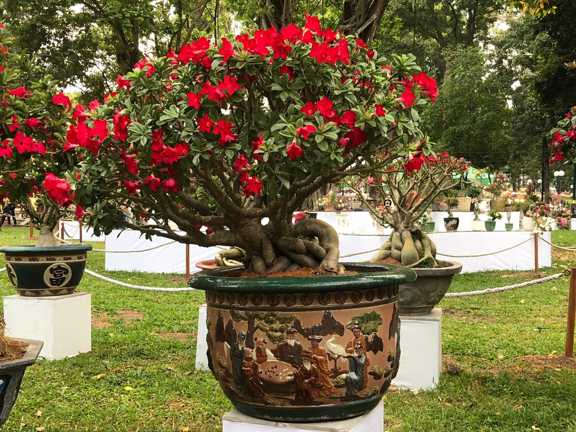 Khai mạc Hội Hoa Xu&acirc;n T&acirc;n Sửu tại c&ocirc;ng vi&ecirc;n Tao Đ&agrave;n - Ảnh 5.