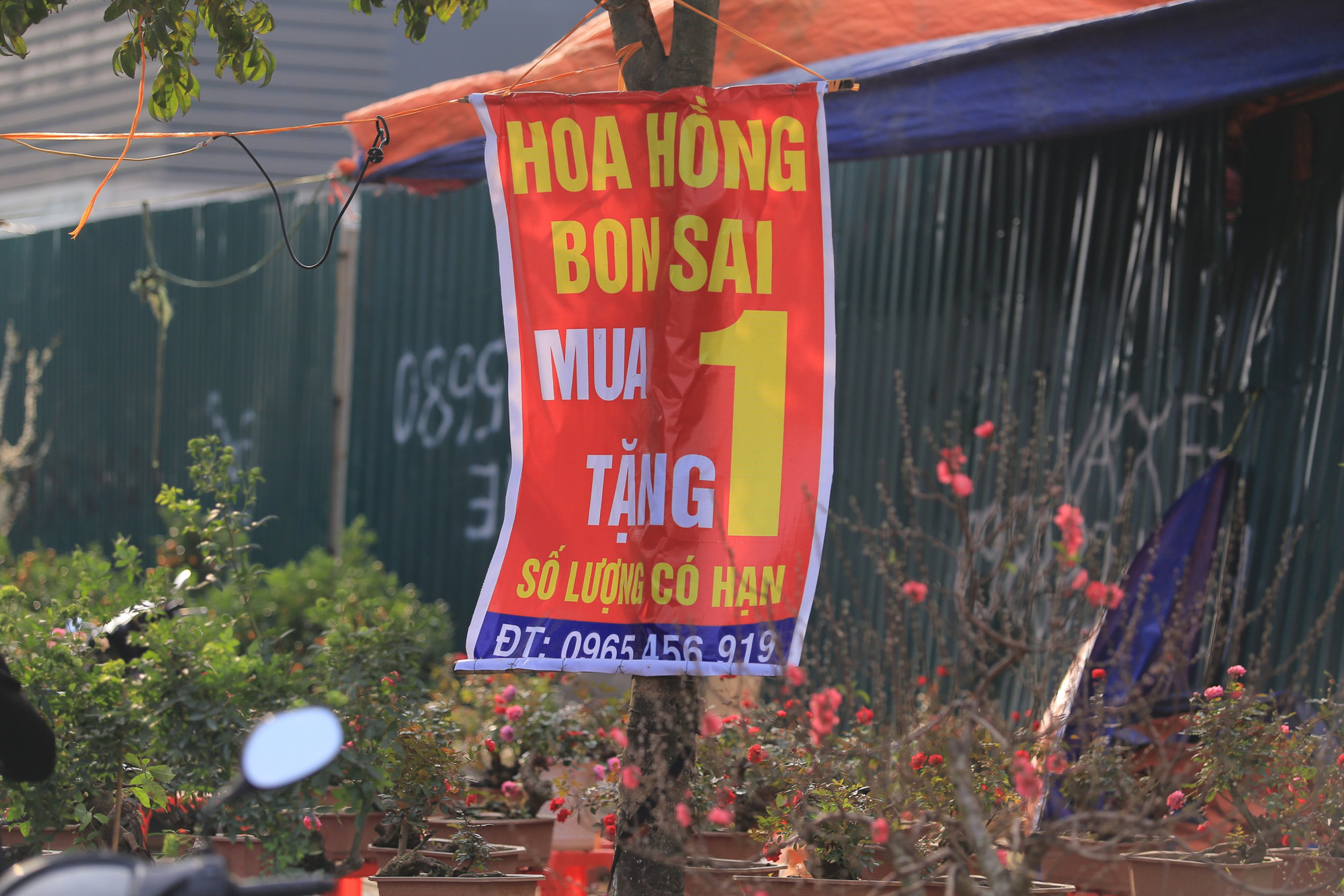 CLIP: Thị trường đ&agrave;o, quất gi&aacute; &ldquo;sale sập s&agrave;n&rdquo; nhưng vẫn vắng người mua - Ảnh 4.