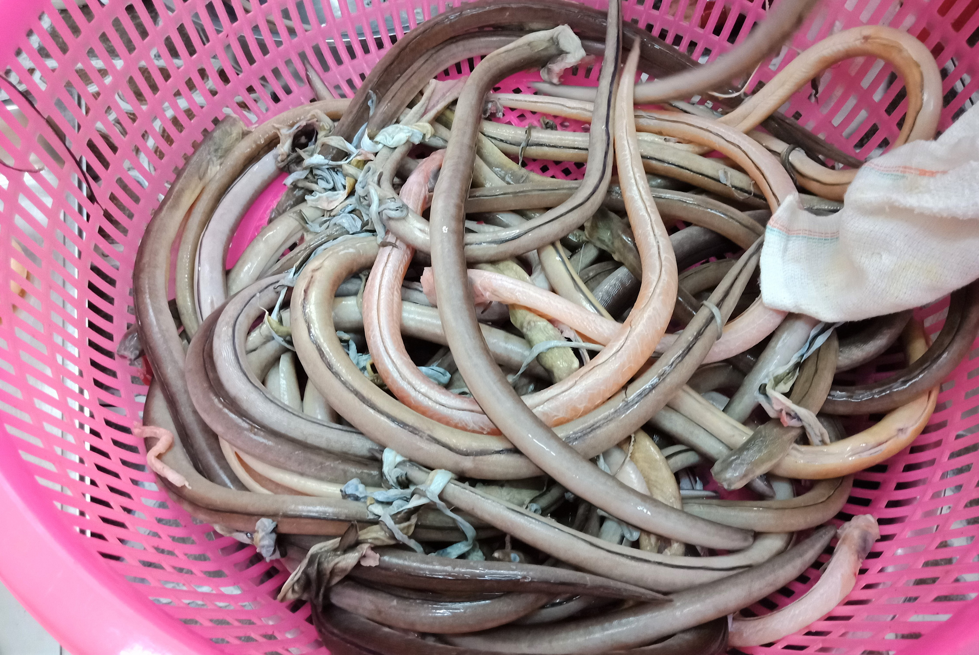 Gỏi nhệch - m&oacute;n ngon trứ danh ở xứ Thanh - Ảnh 3.