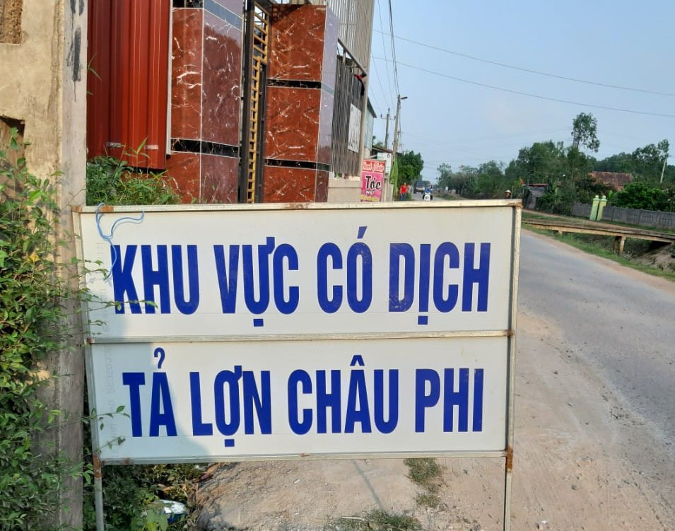 Heo chết do dịch, xã lệnh "nội bất xuất, ngoại bất nhập"