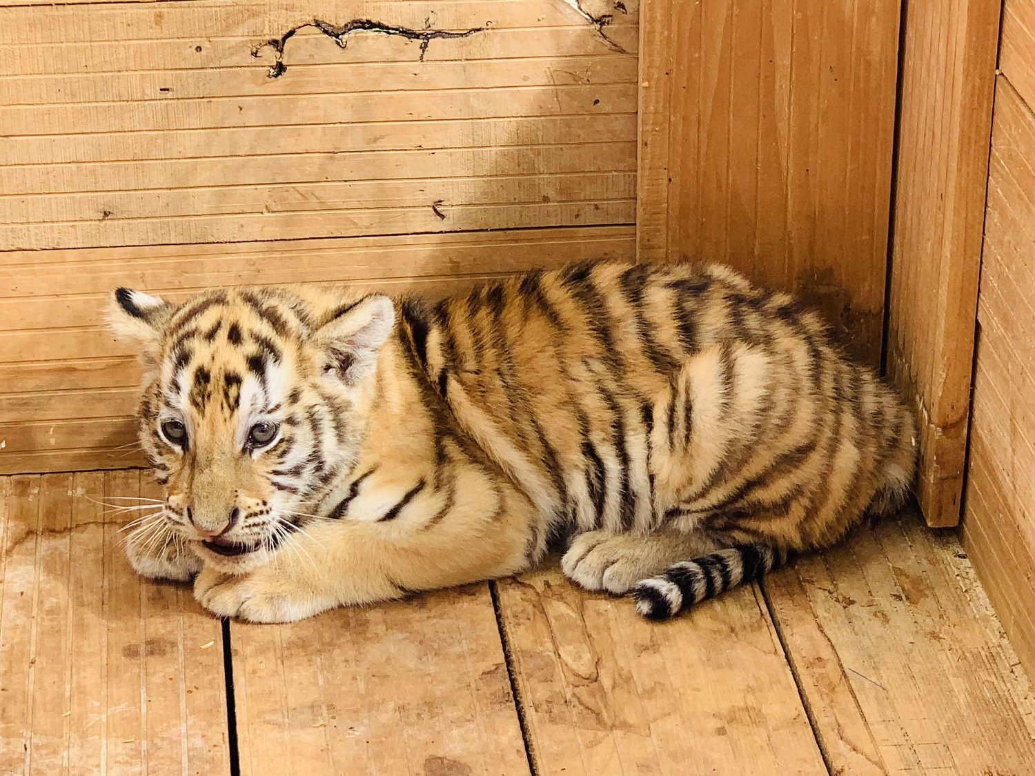Đến FLC Zoo Safari Park Quy Nhon ngắm ch&uacute; hổ sơ sinh Bengal cực đ&aacute;ng y&ecirc;u - Ảnh 1.