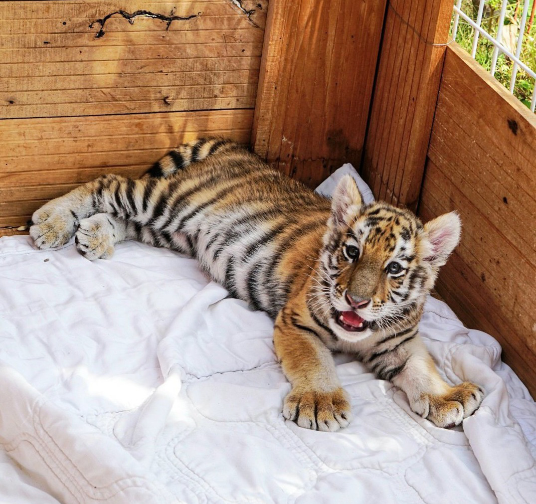 Đến FLC Zoo Safari Park Quy Nhon ngắm chú hổ sơ sinh Bengal cực đáng yêu
