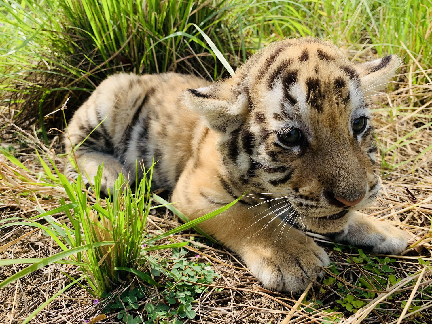 Đến FLC Zoo Safari Park Quy Nhon ngắm ch&uacute; hổ sơ sinh Bengal cực đ&aacute;ng y&ecirc;u - Ảnh 4.