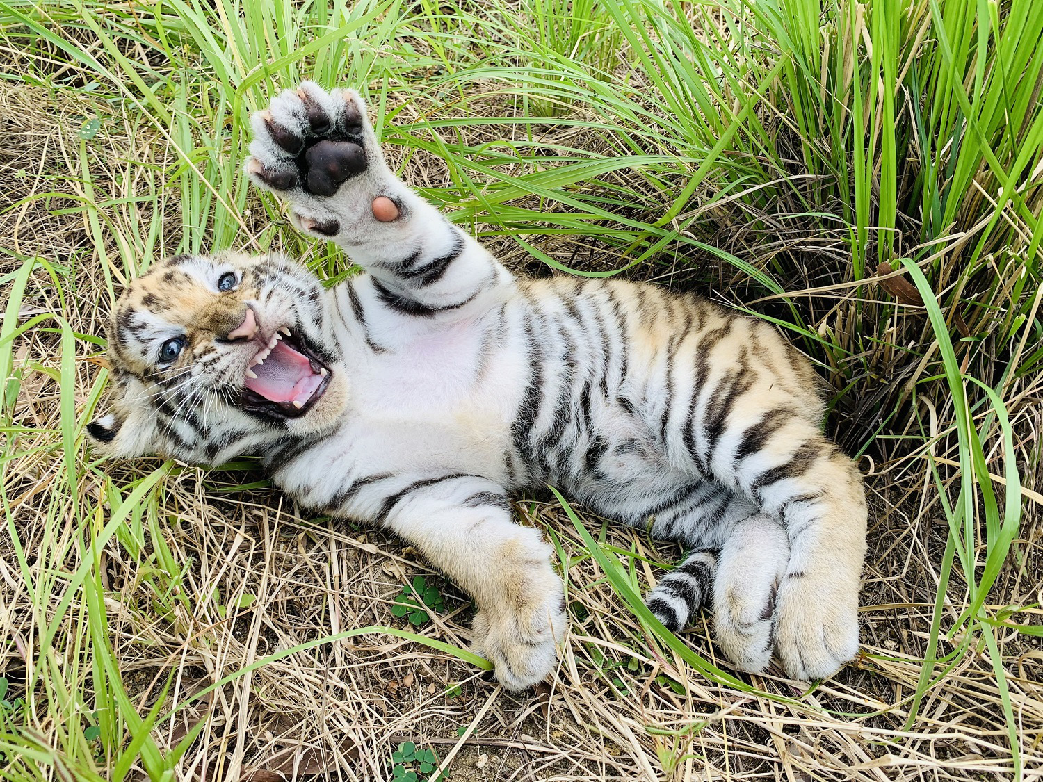 Đến FLC Zoo Safari Park Quy Nhon ngắm ch&uacute; hổ sơ sinh Bengal cực đ&aacute;ng y&ecirc;u - Ảnh 5.
