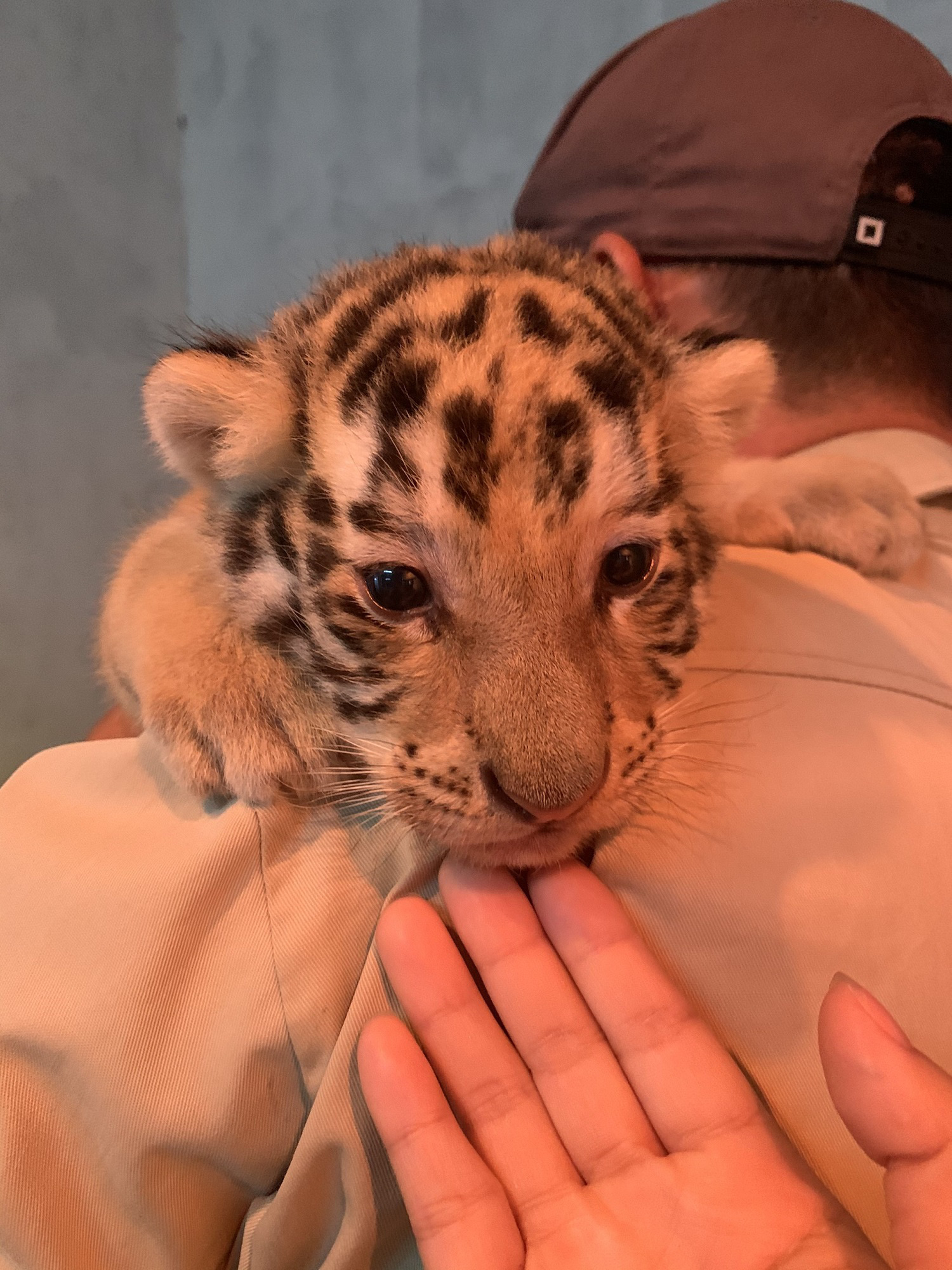 Đến FLC Zoo Safari Park Quy Nhon ngắm ch&uacute; hổ sơ sinh Bengal cực đ&aacute;ng y&ecirc;u - Ảnh 6.