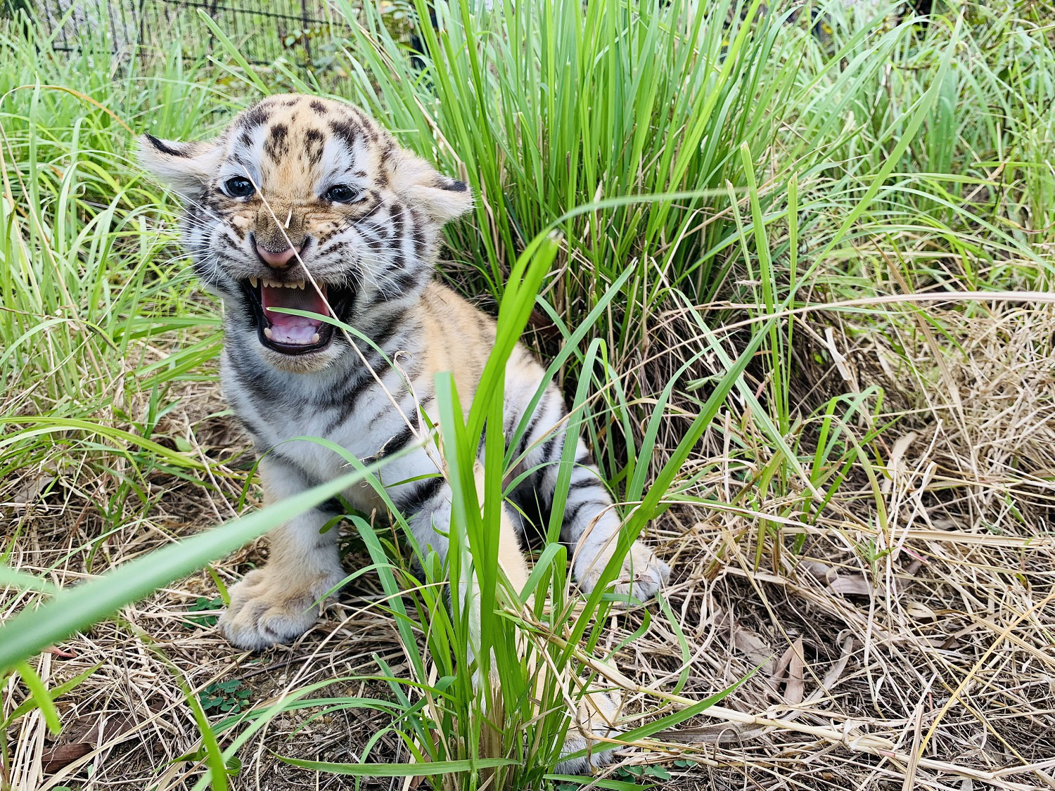 Đến FLC Zoo Safari Park Quy Nhon ngắm ch&uacute; hổ sơ sinh Bengal cực đ&aacute;ng y&ecirc;u - Ảnh 7.