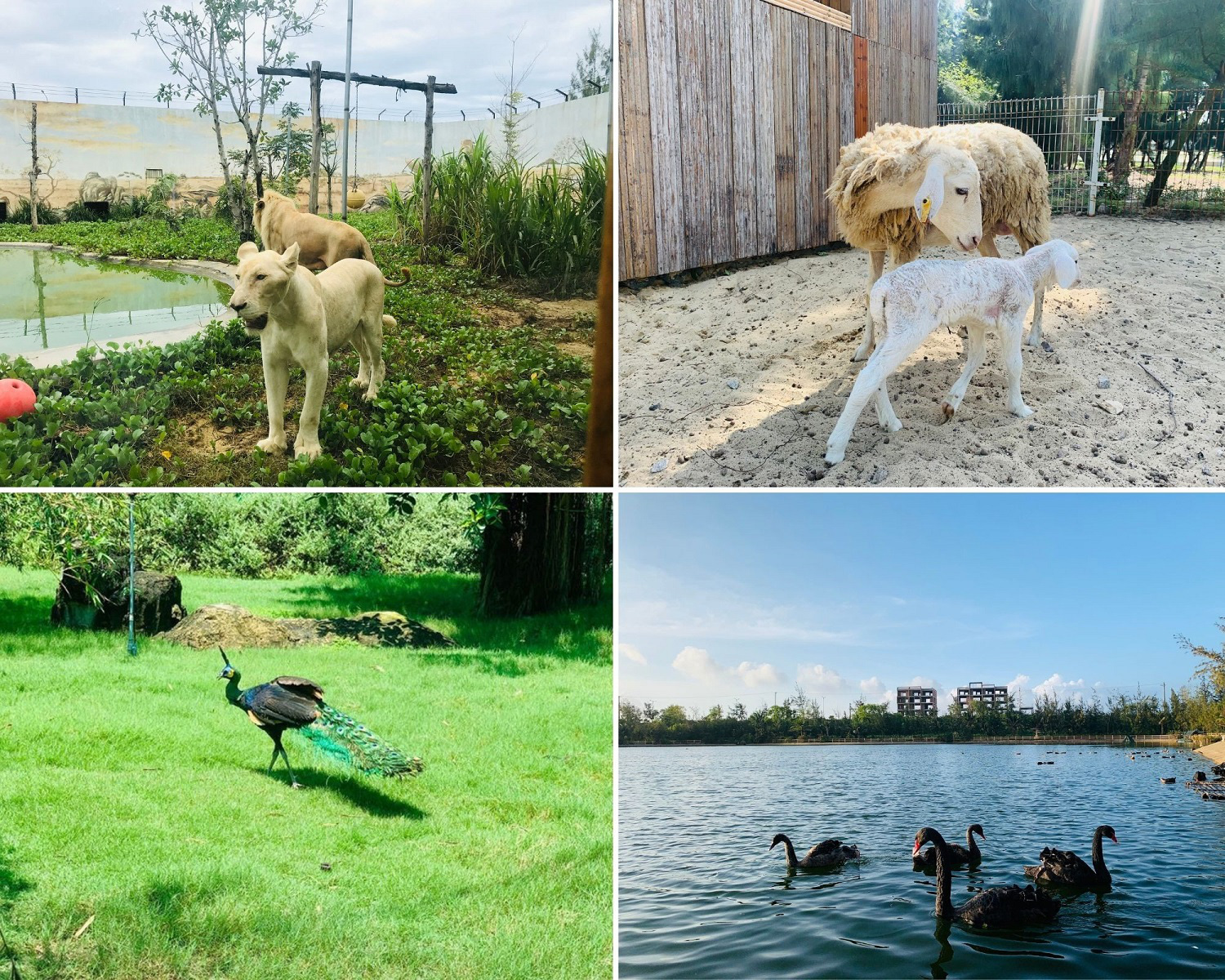 Đến FLC Zoo Safari Park Quy Nhon ngắm ch&uacute; hổ sơ sinh Bengal cực đ&aacute;ng y&ecirc;u - Ảnh 8.