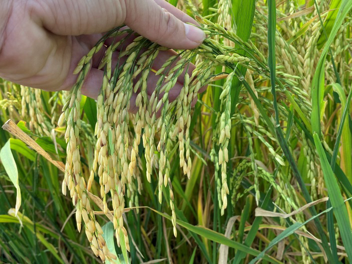 Nông dân thắng lớn nhờ canh tác lúa thông minh